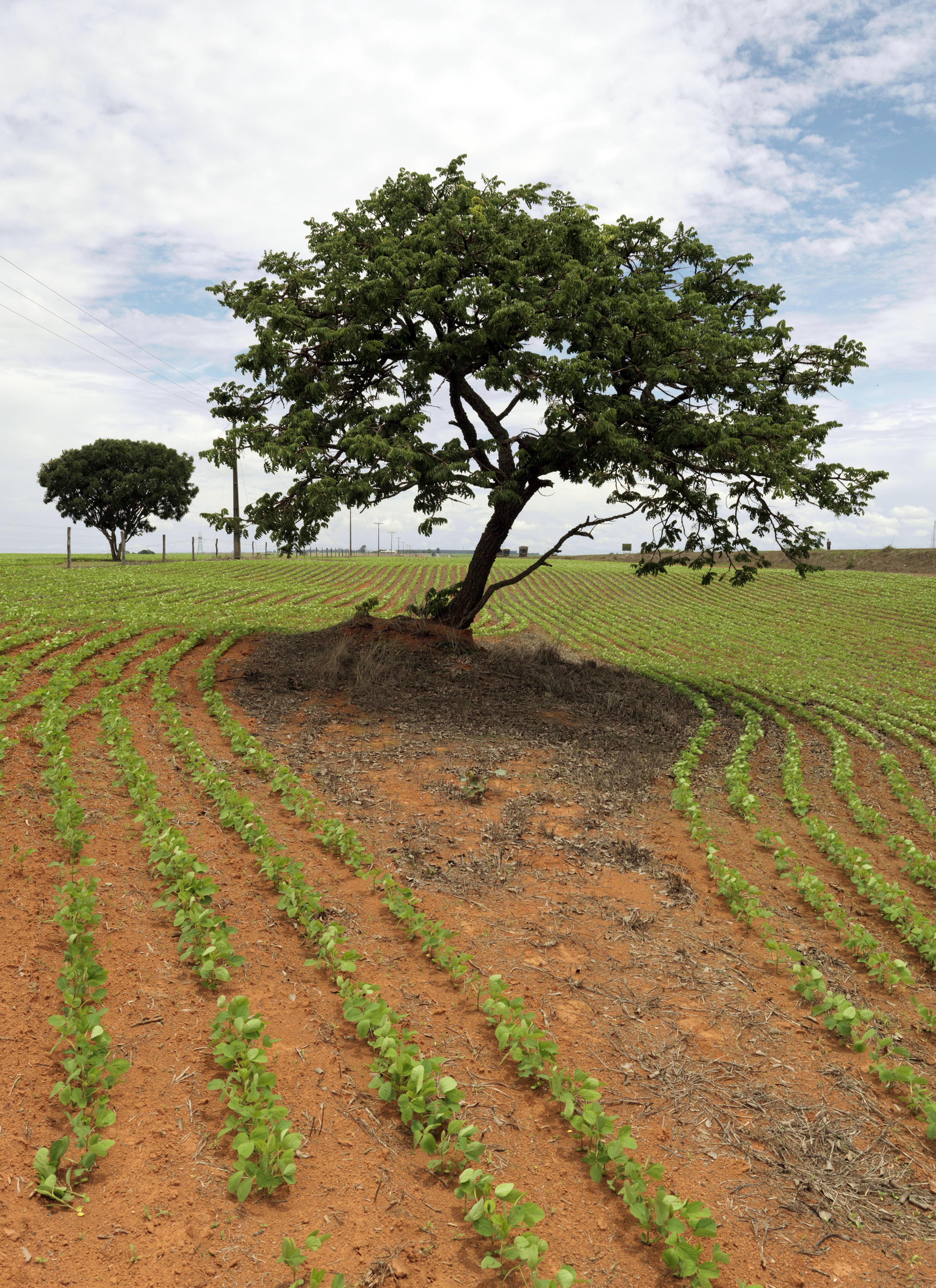 boom midden in een veld met soja planten
