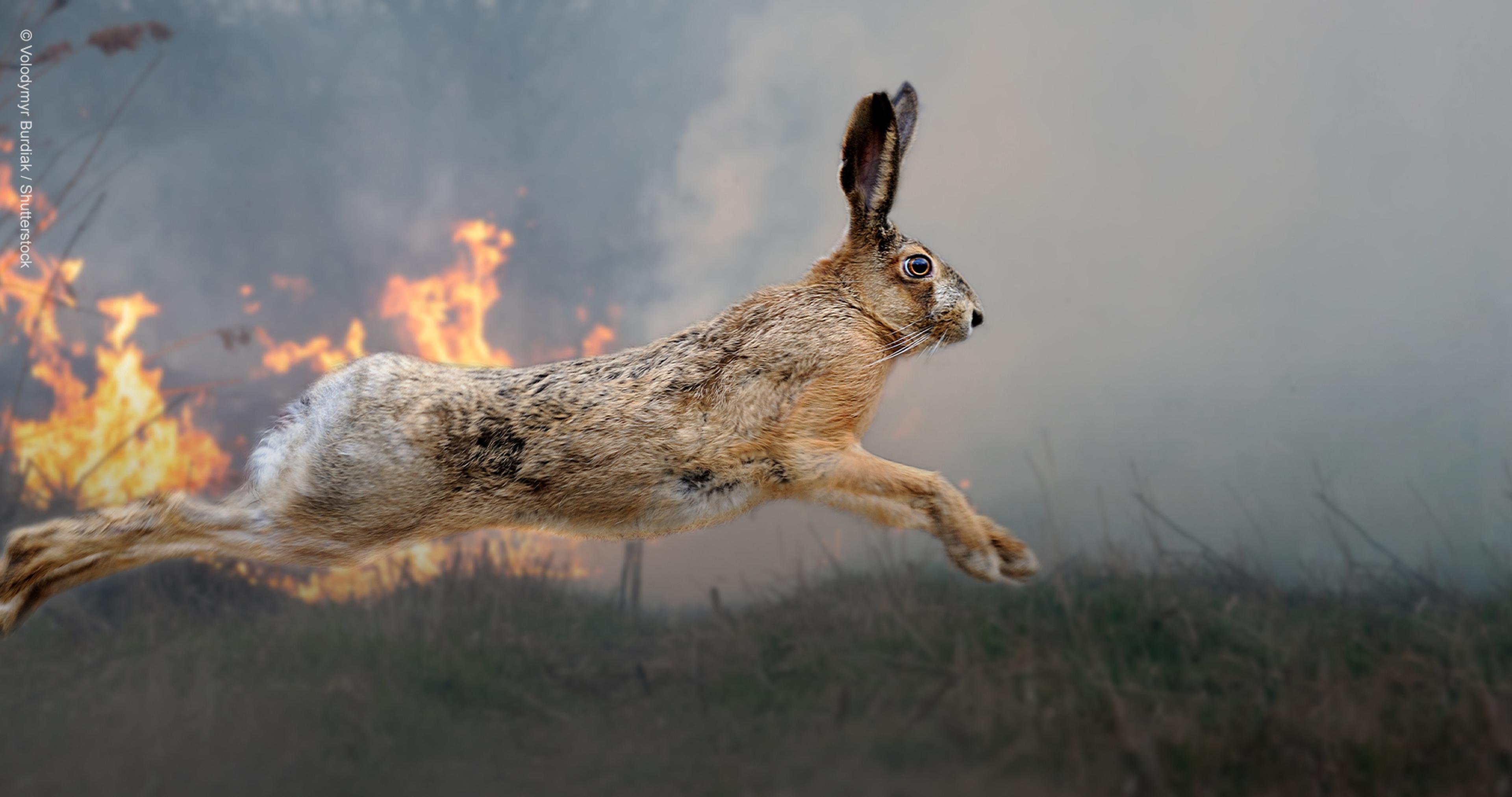 Europese haas ontvlucht bosbrand