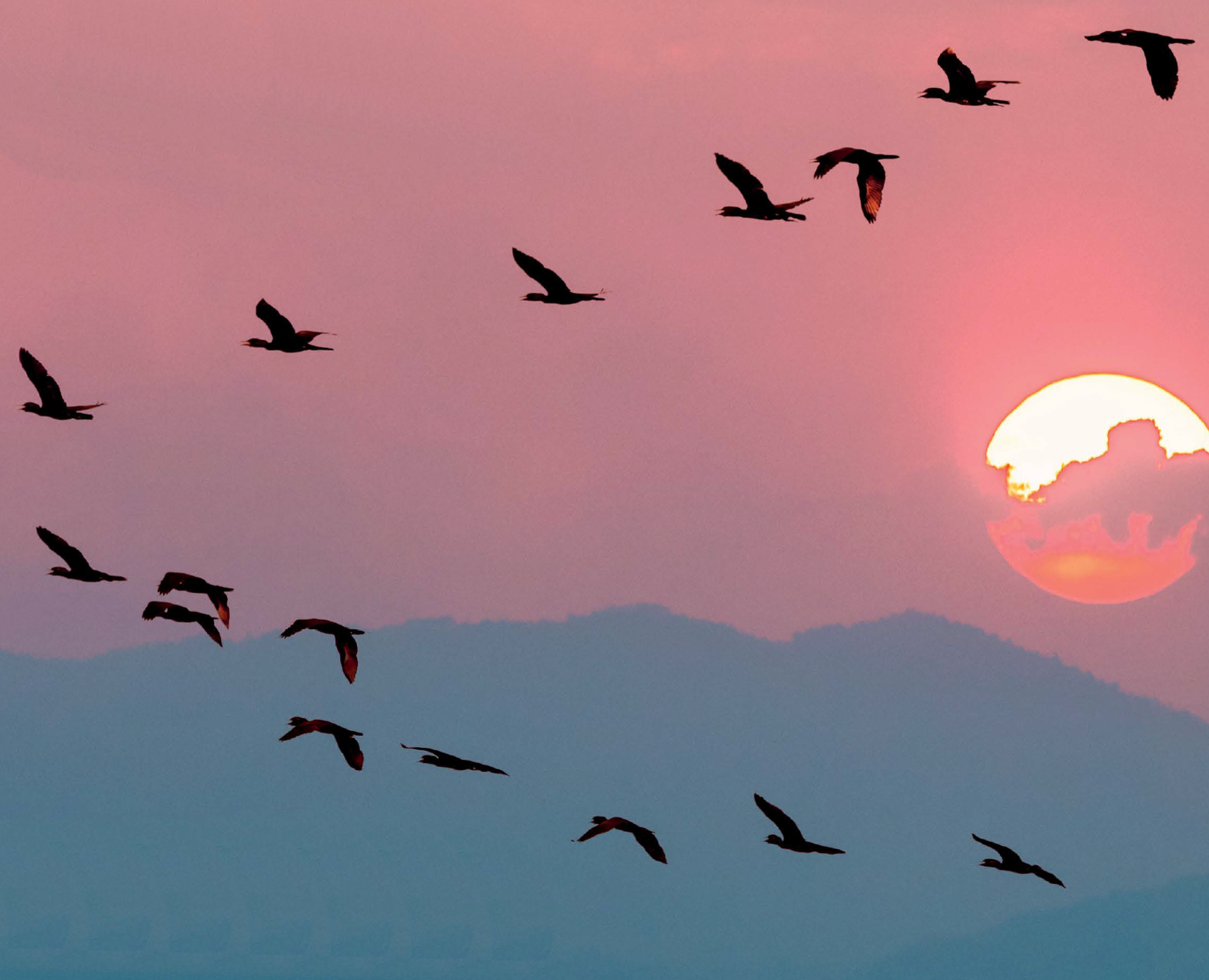 zonsondergang vogels