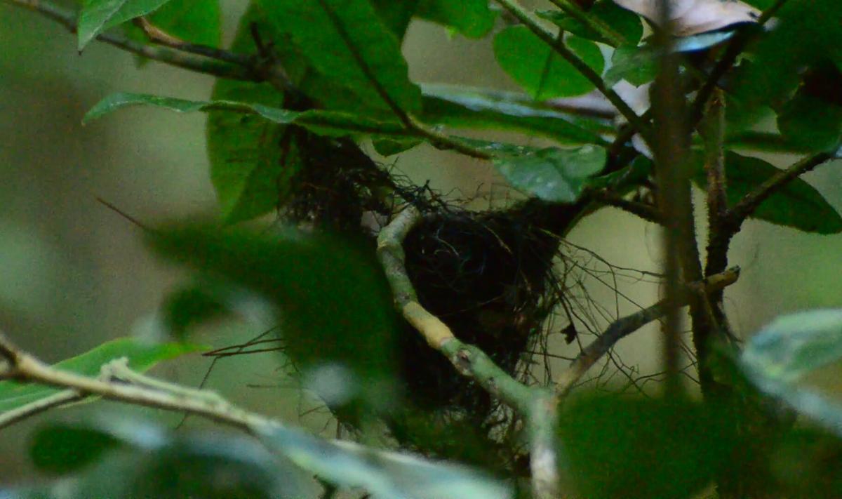 nest van de Alagoas miersluiper