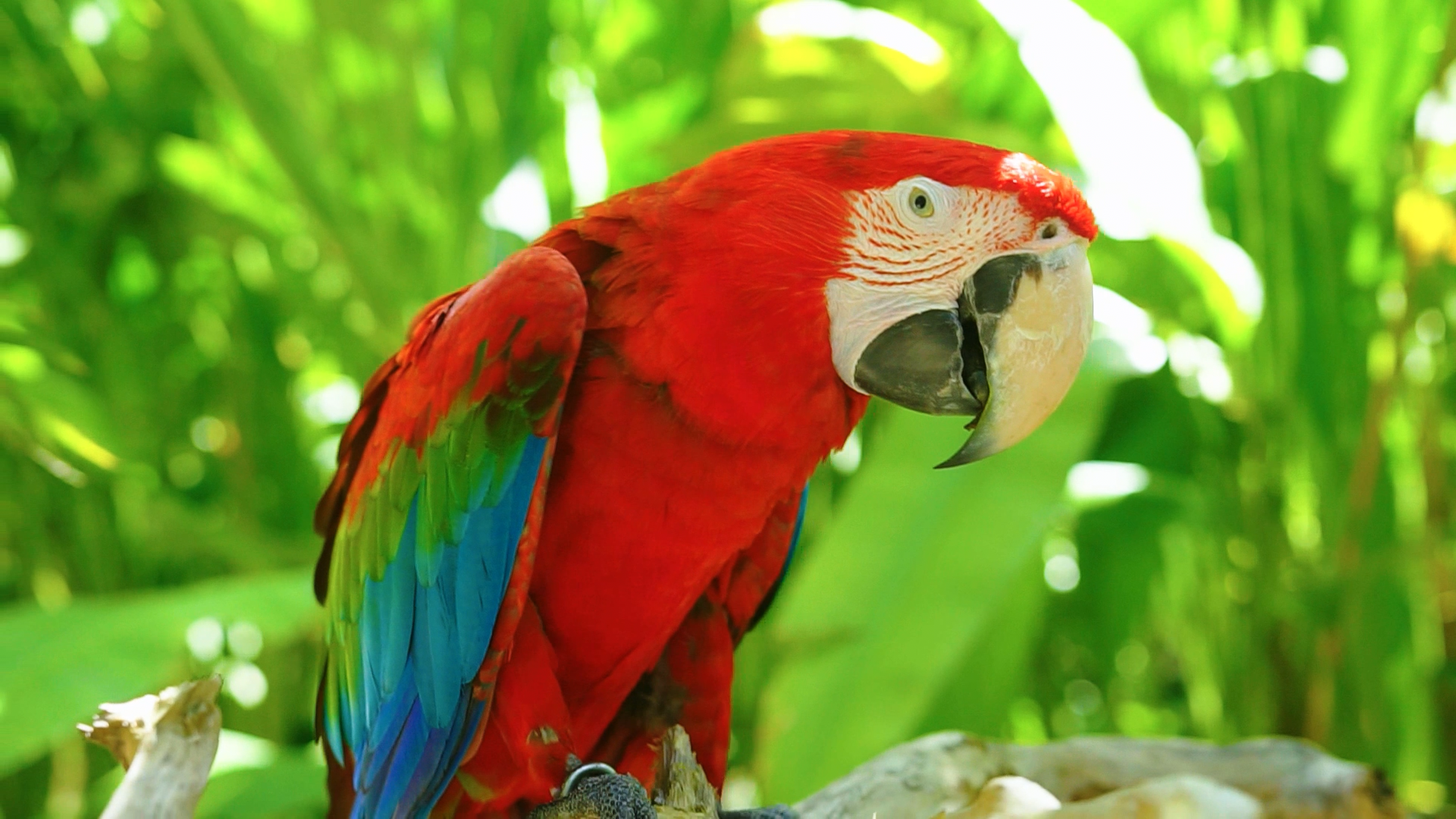 Een papegaai in de jungle