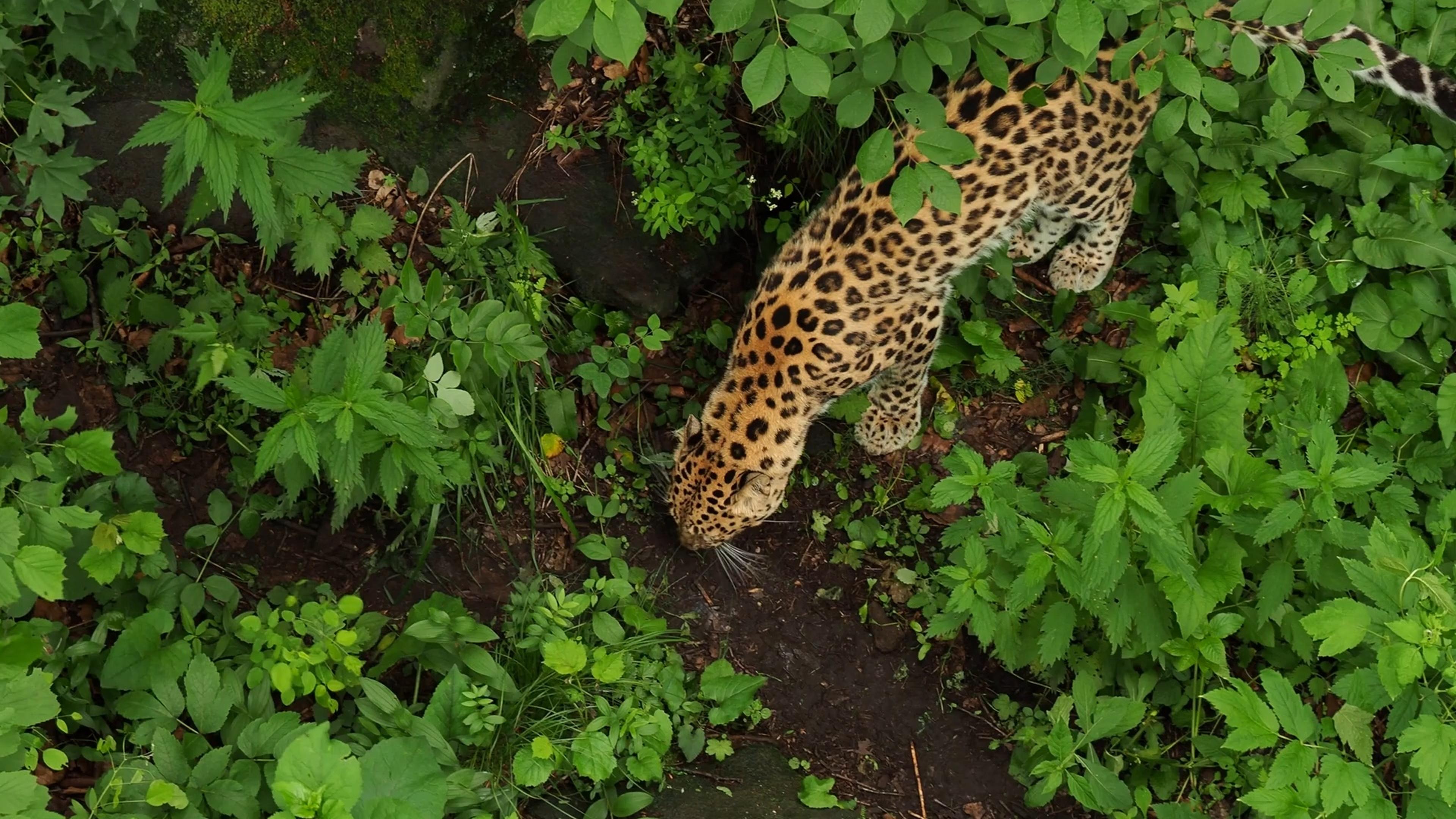 Een jaguar van boven