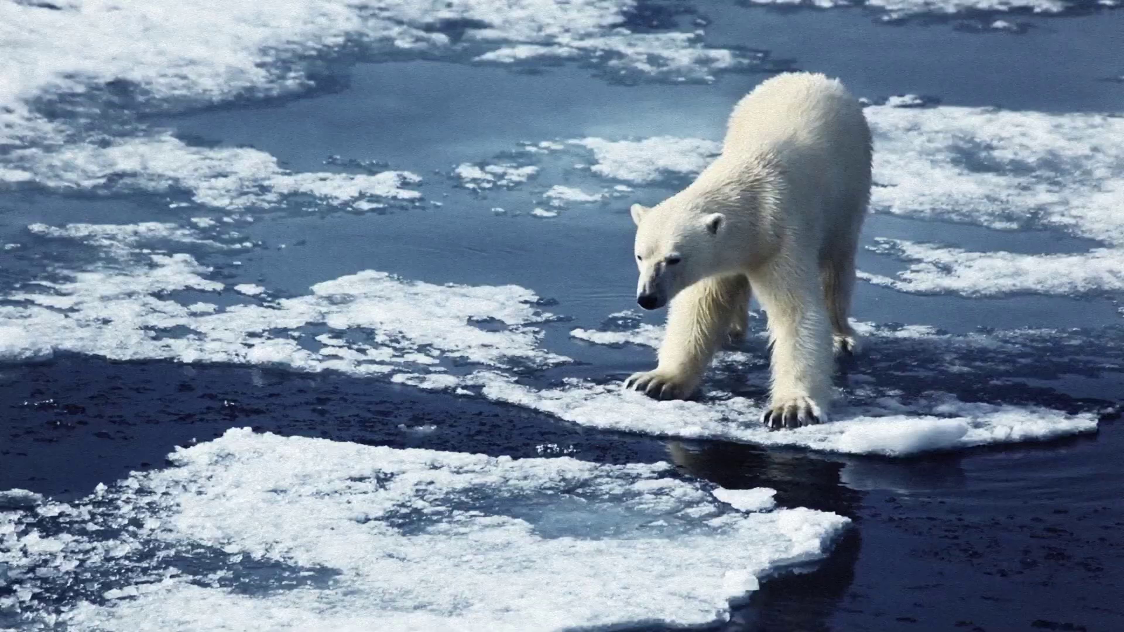 WWF