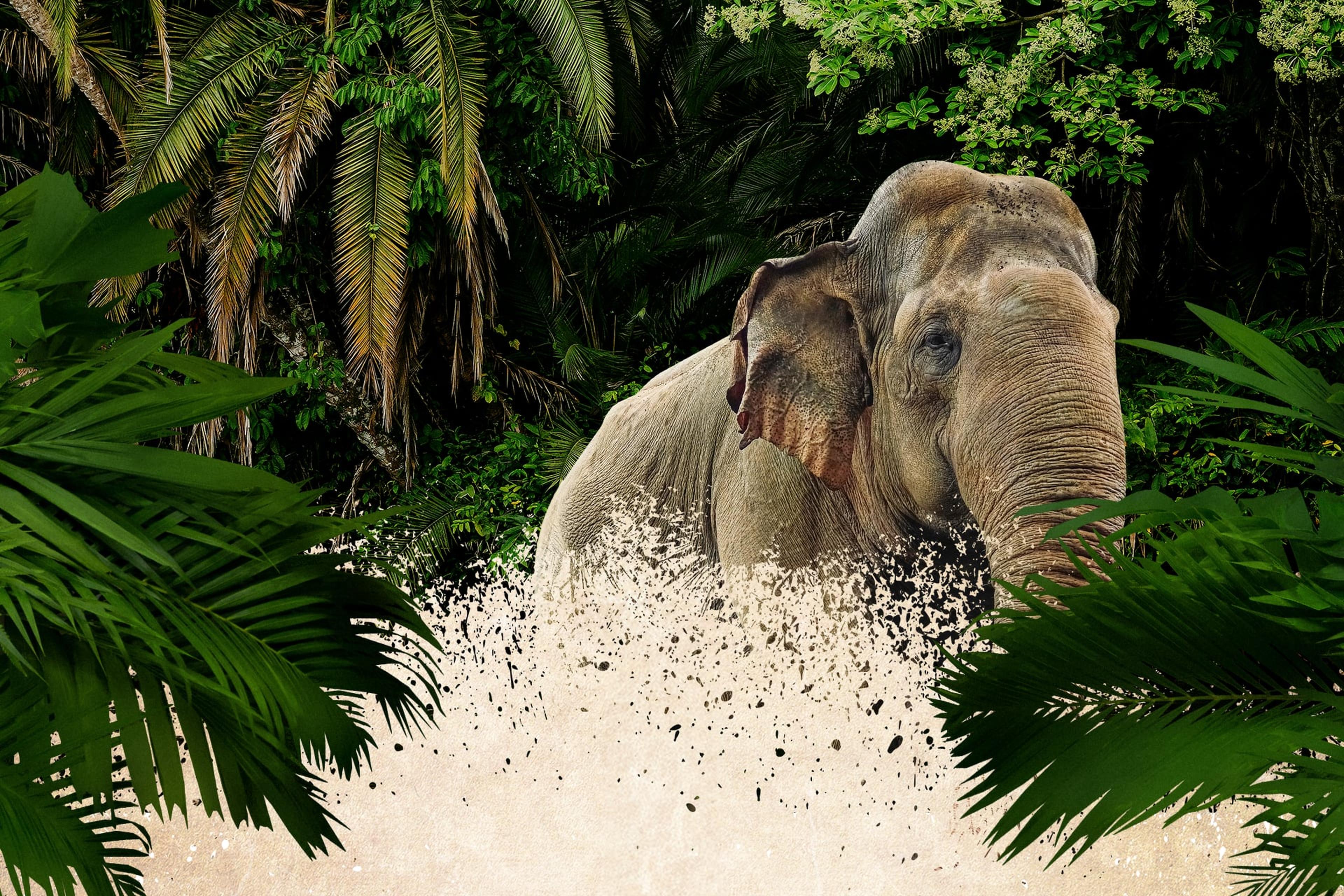 Header WWF x ARTIS: olifant omringd met bos en bladeren