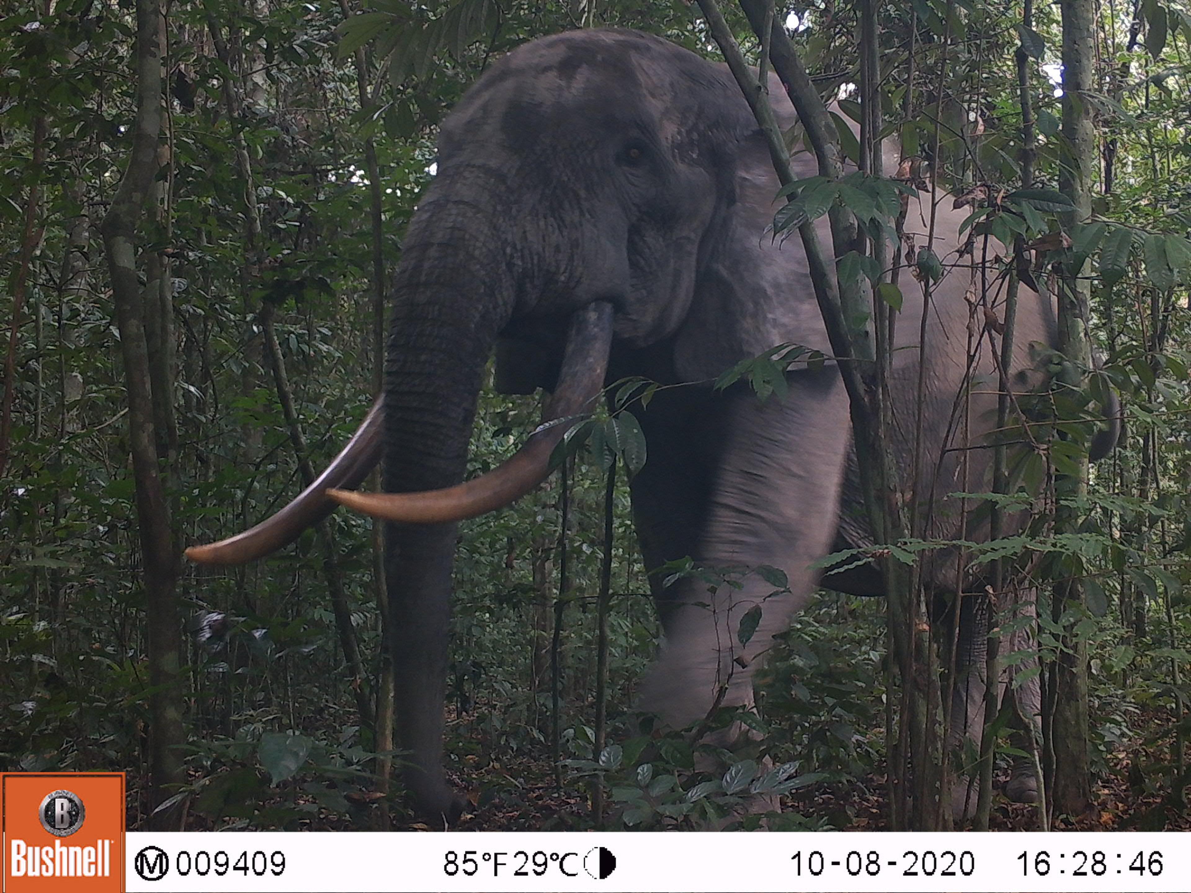 Cameravalfoto van een bosolifant, lange slagtanden