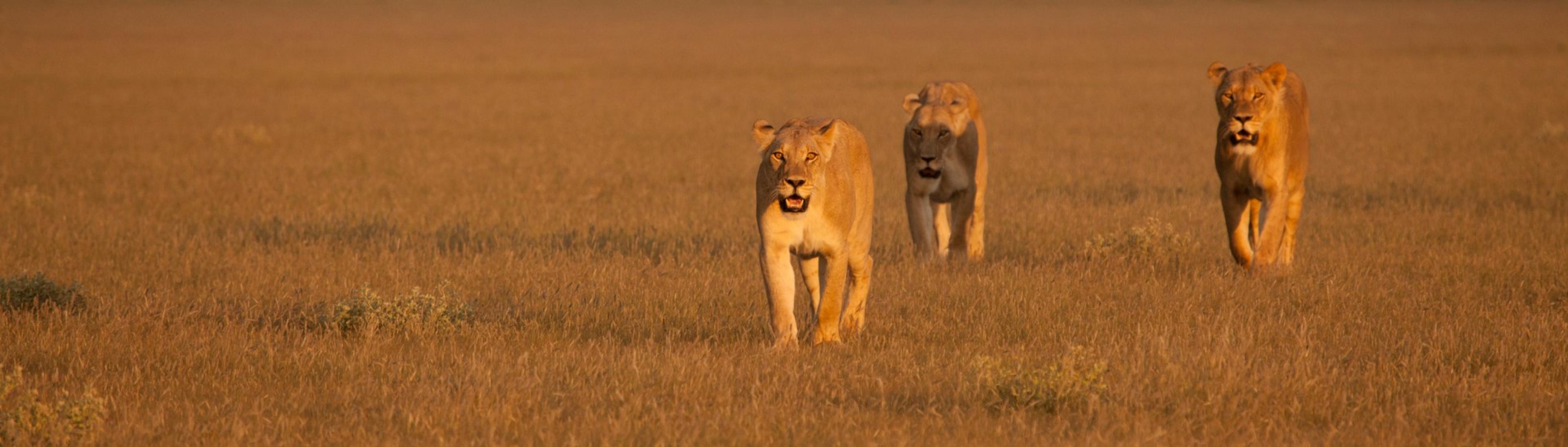 Drie leeuwen lopen in het gras