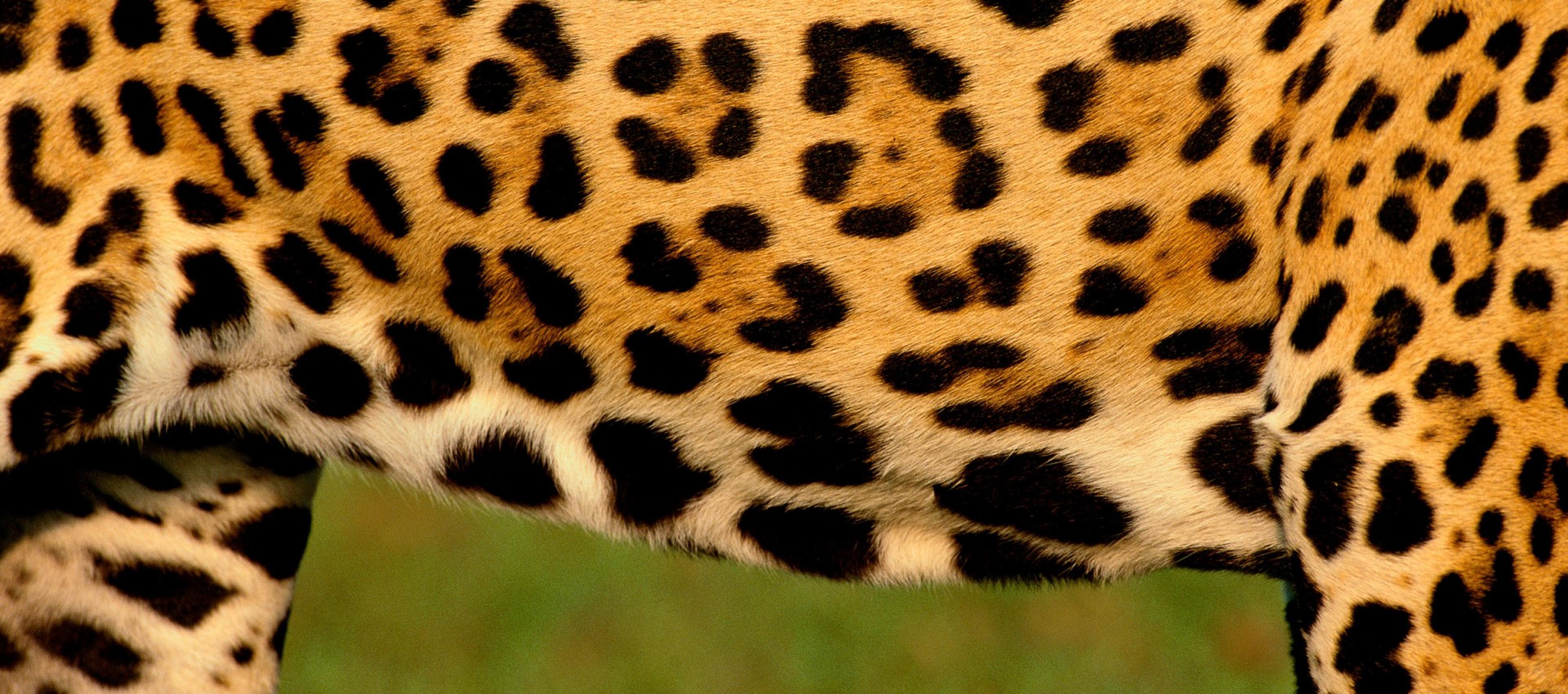 Jaguar print