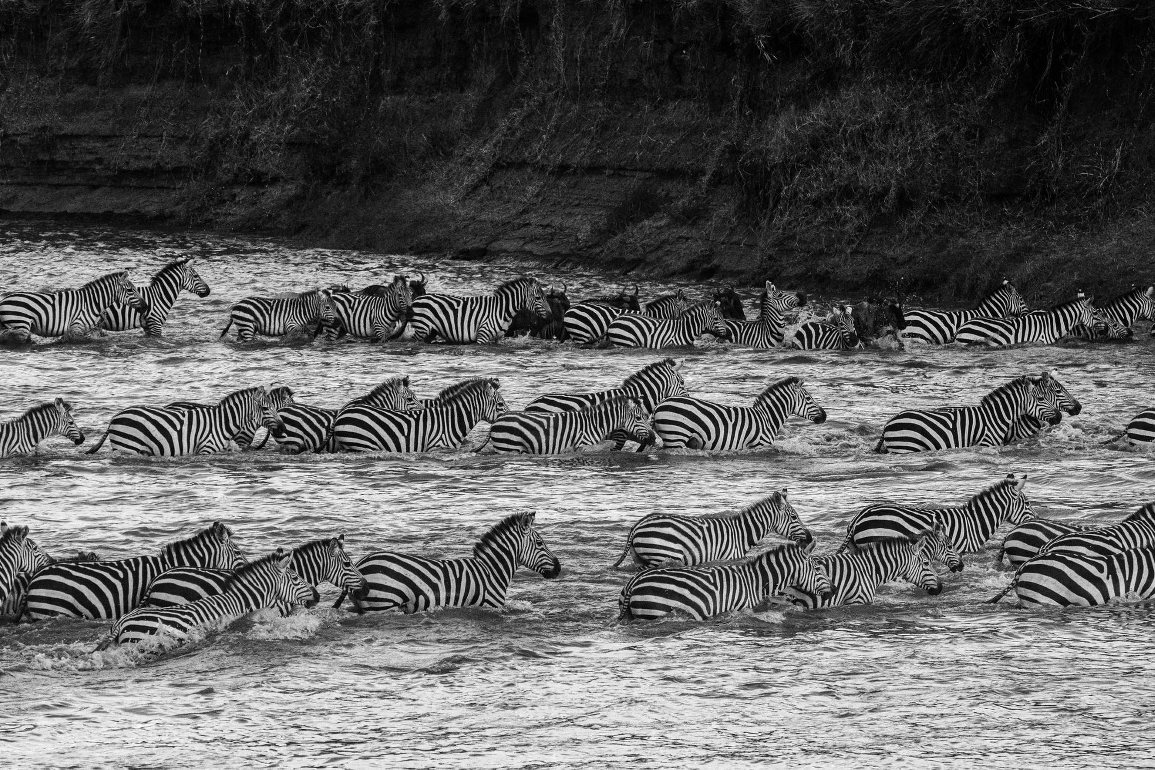 Zebras zwart wit