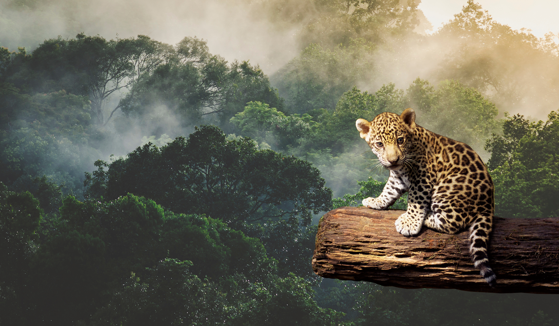 Jaguarwelpje