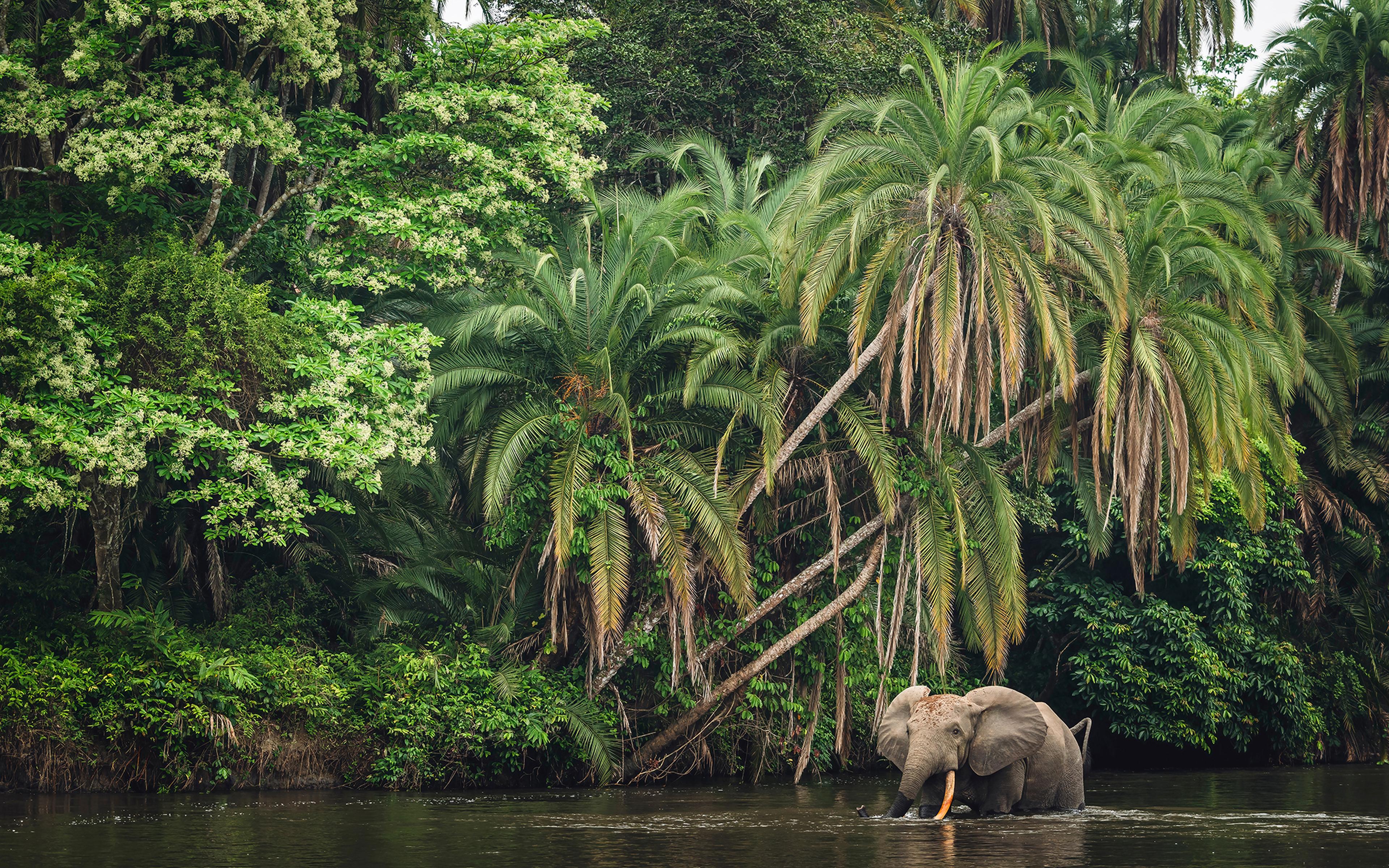 Bosolifant