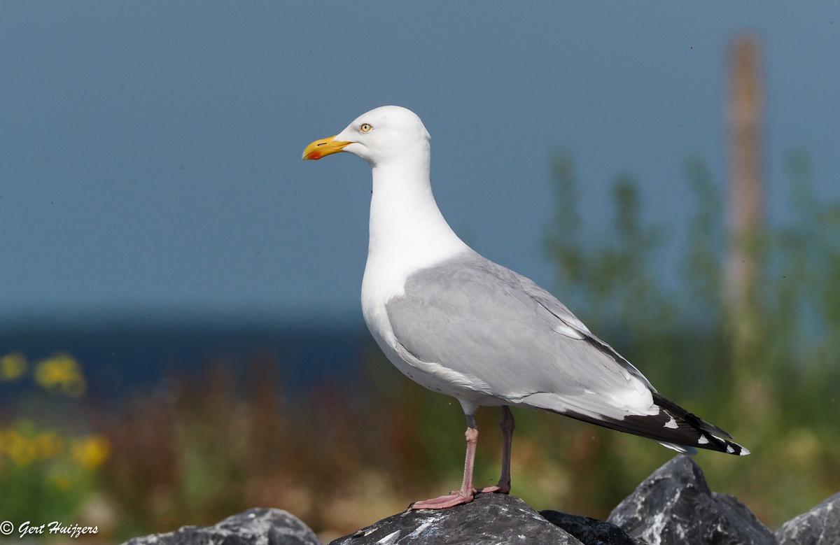 Meeuw op Bliek, close-up