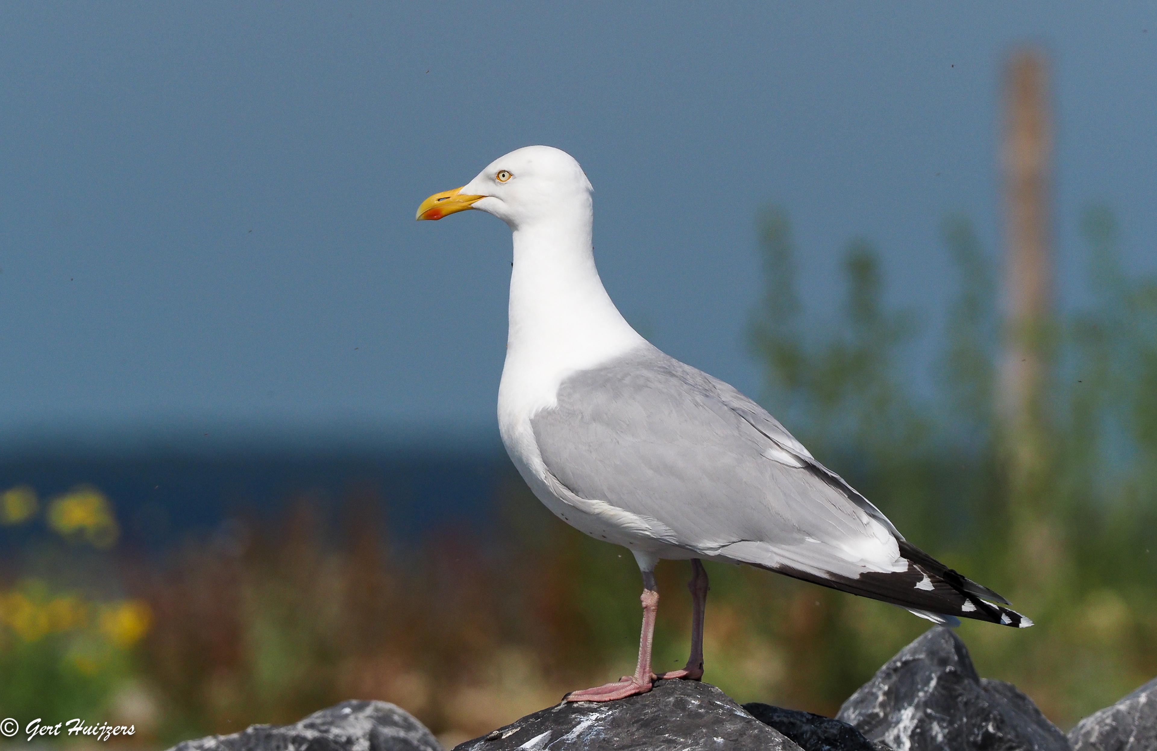 Meeuw op Bliek, close-up