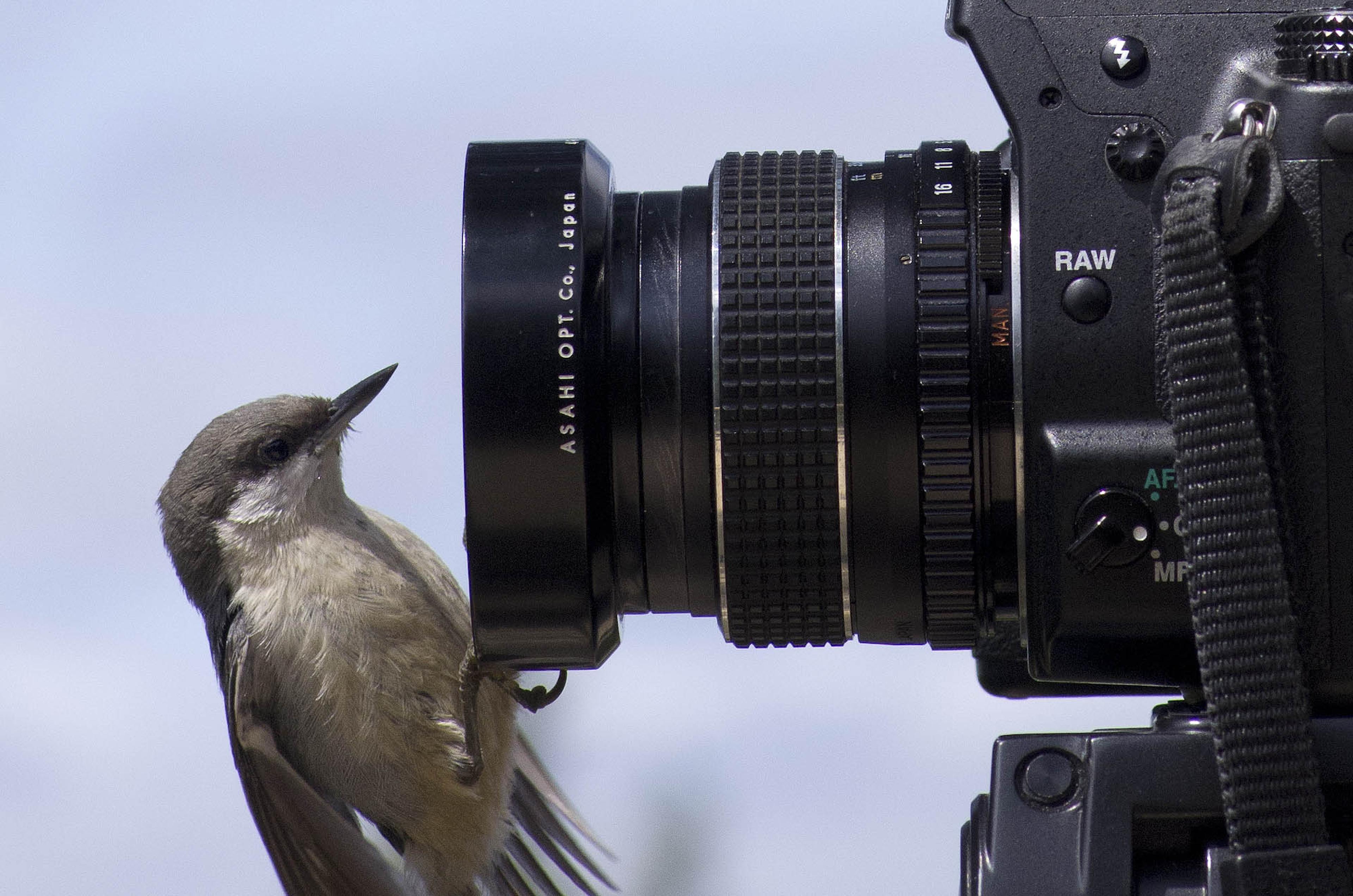Vogel zit op camera
