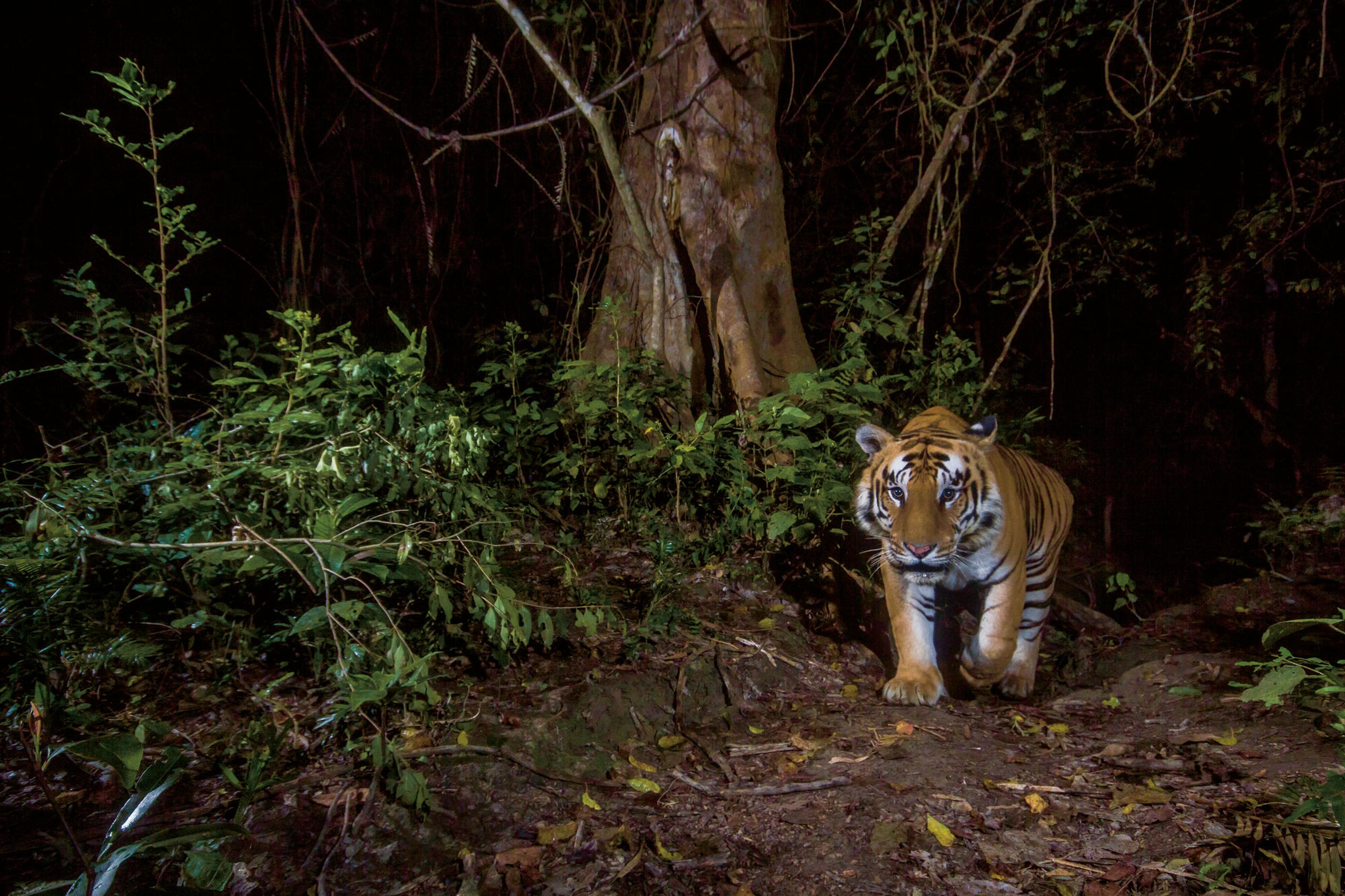 Tijger loopt in het donker, in Nepal, cameraval