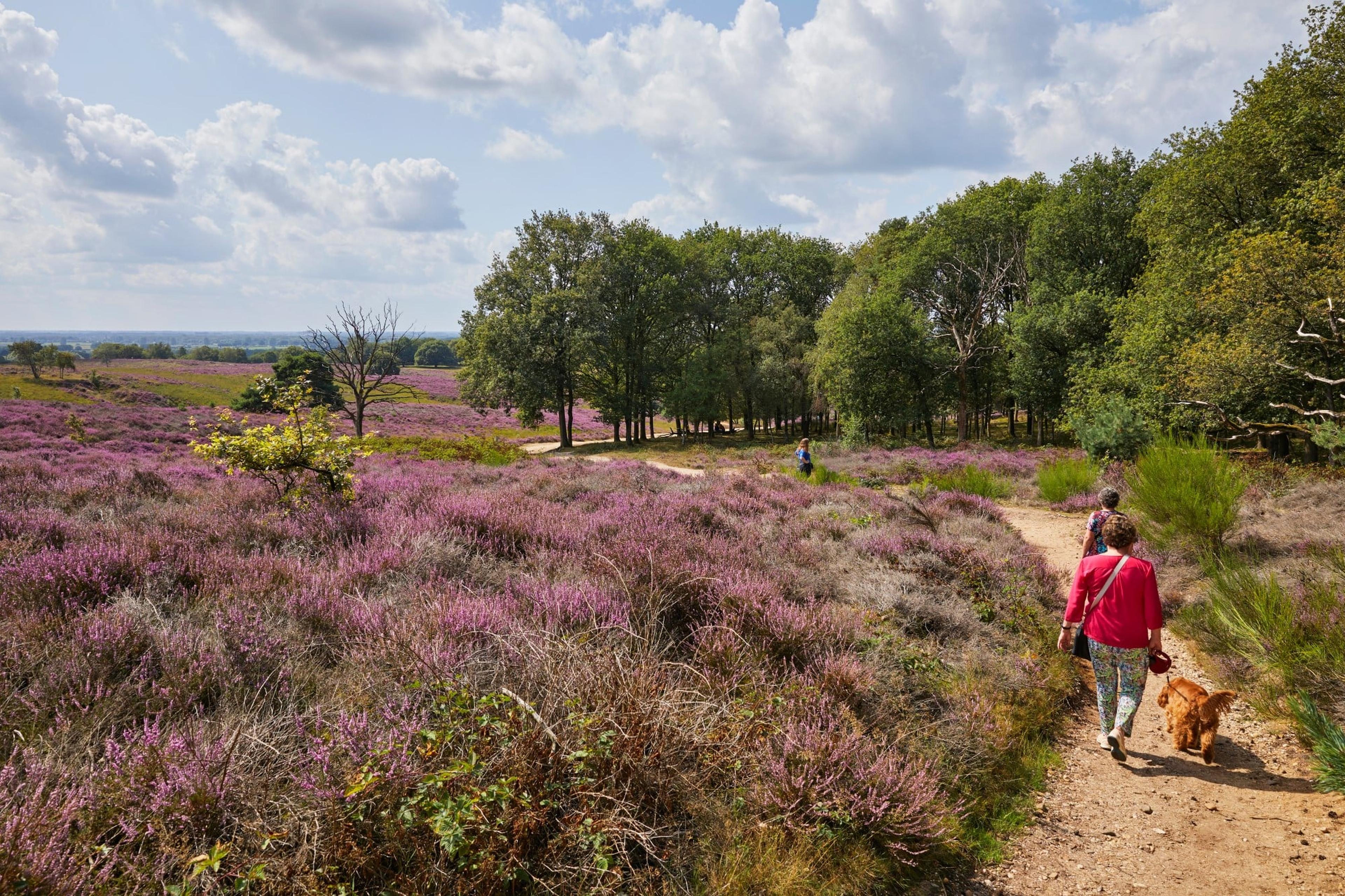 Nederlandse heide in bloei