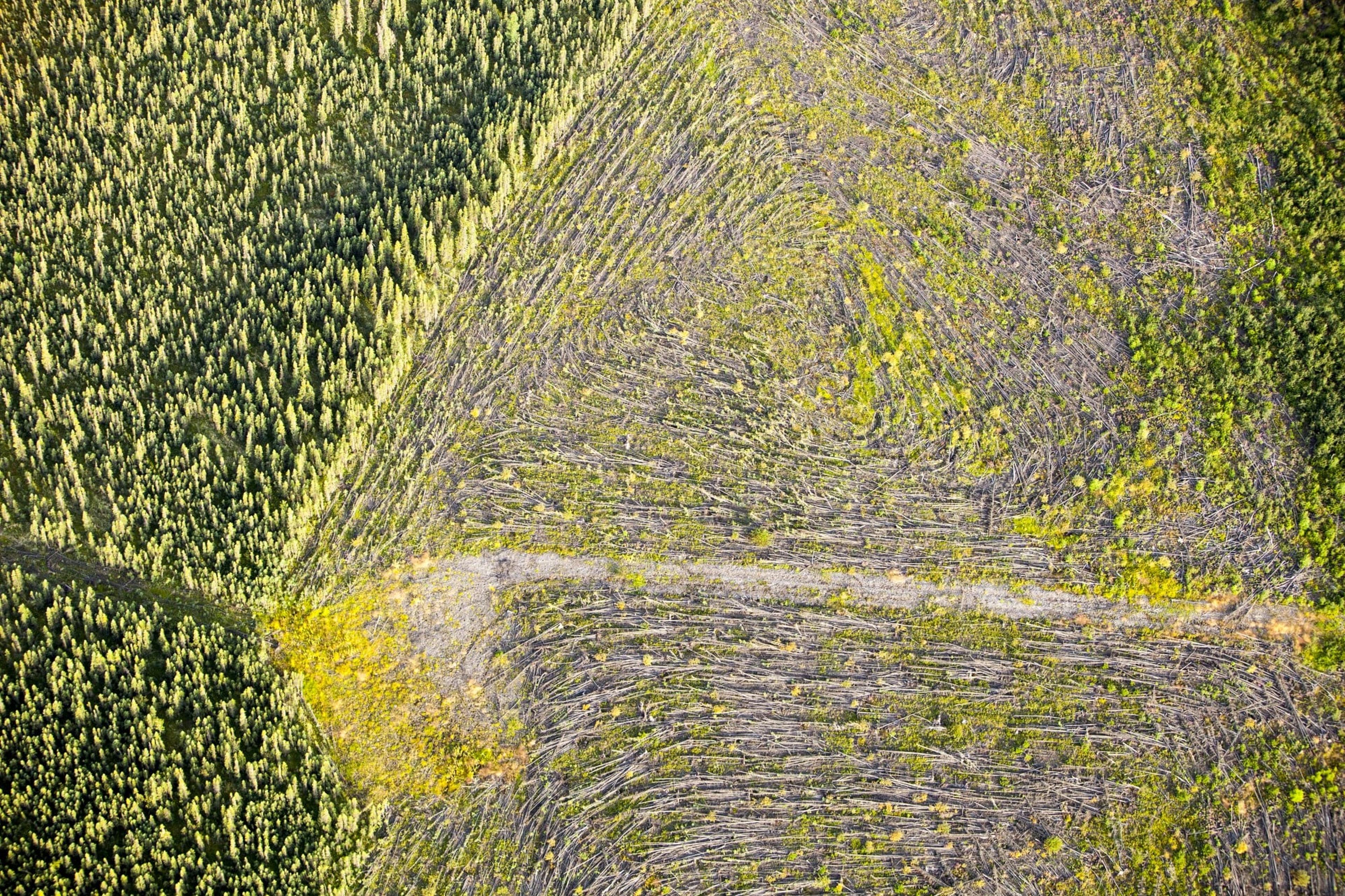 Luchtfoto ontbossing schade
