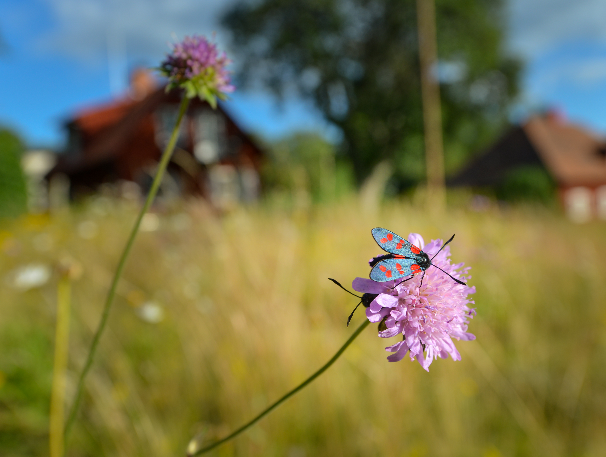 Vlinder op bloem WW244855