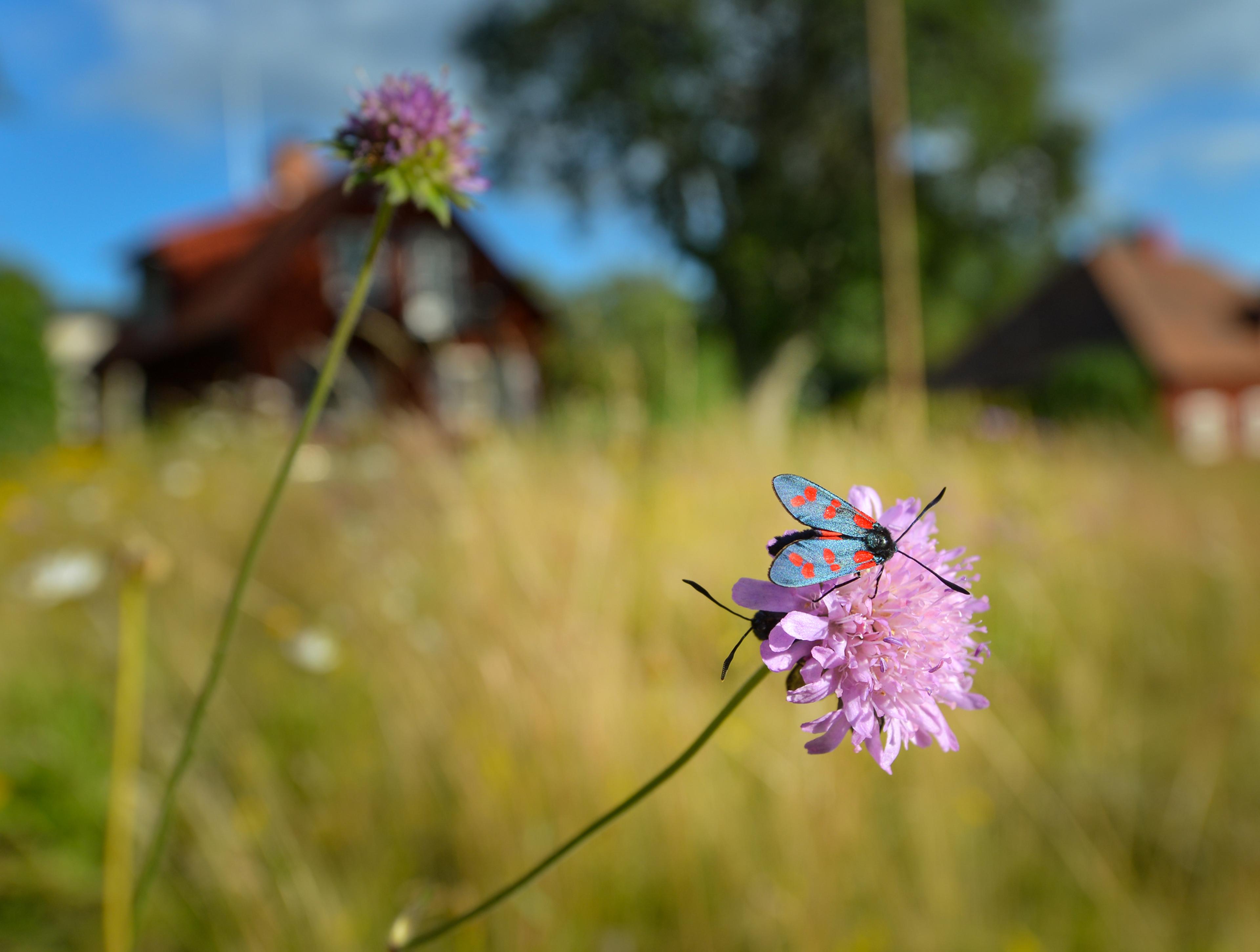 Vlinder op bloem