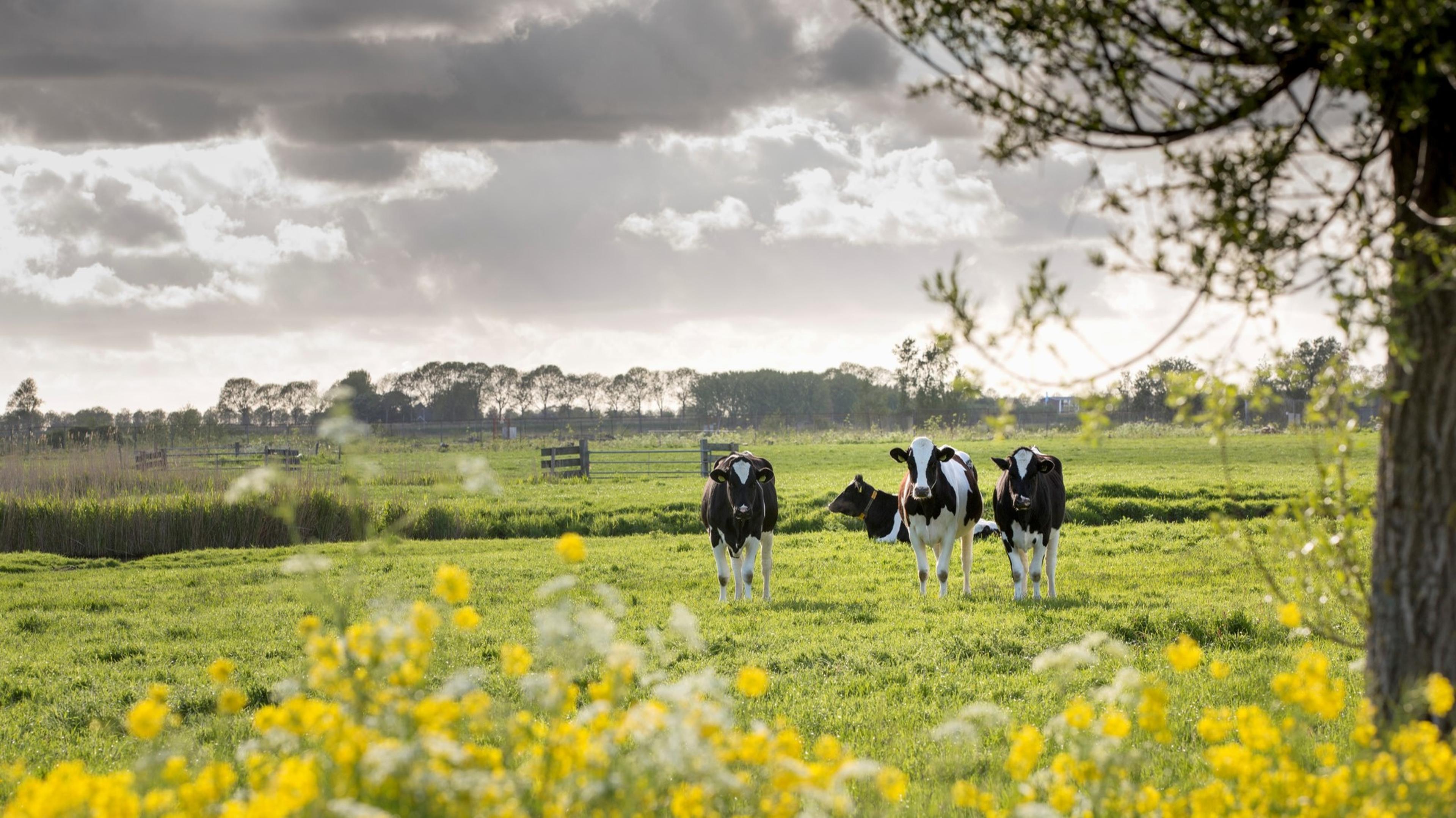Koeien in de wei in het gras in het zonnetje
