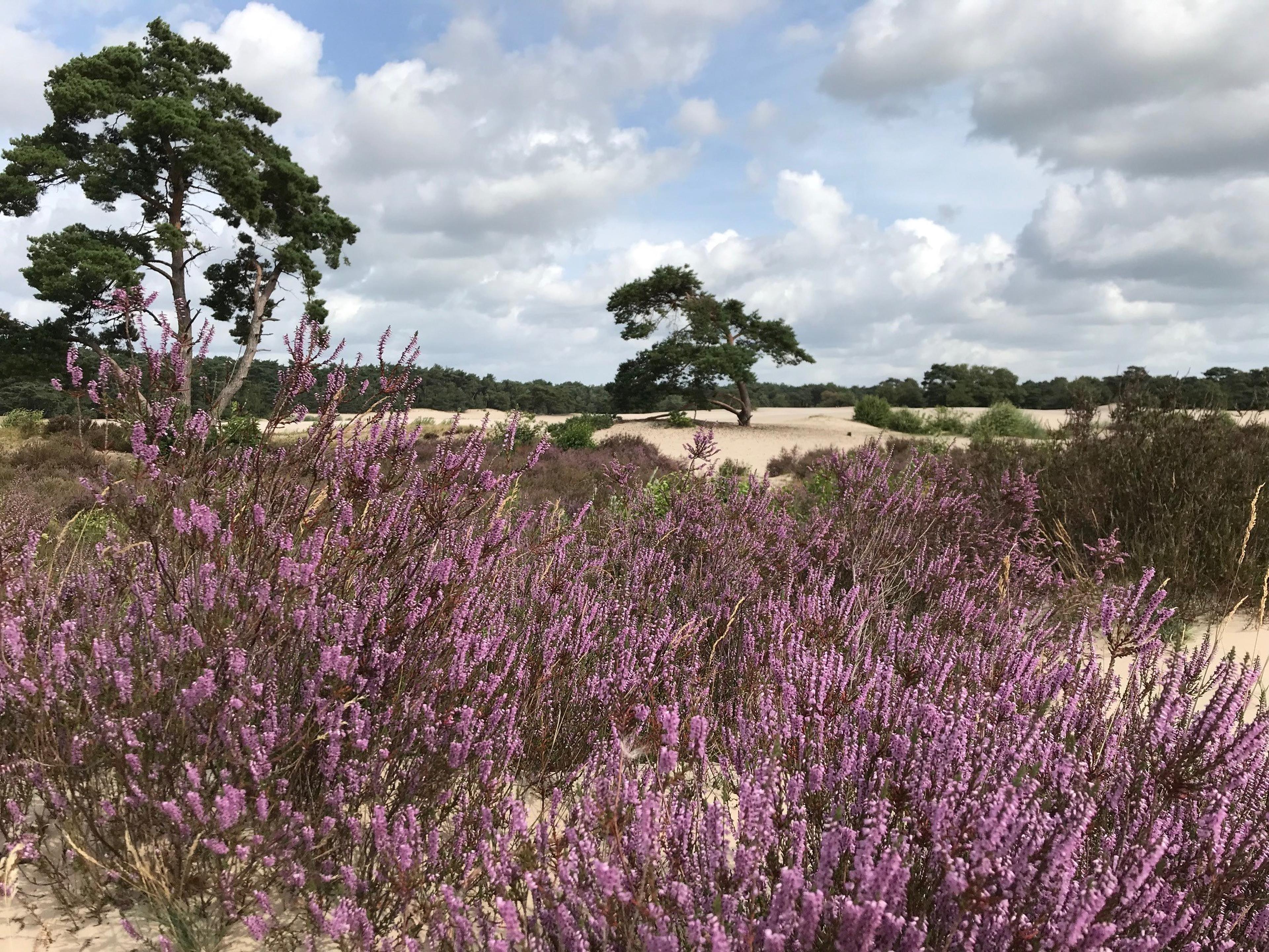 Heide