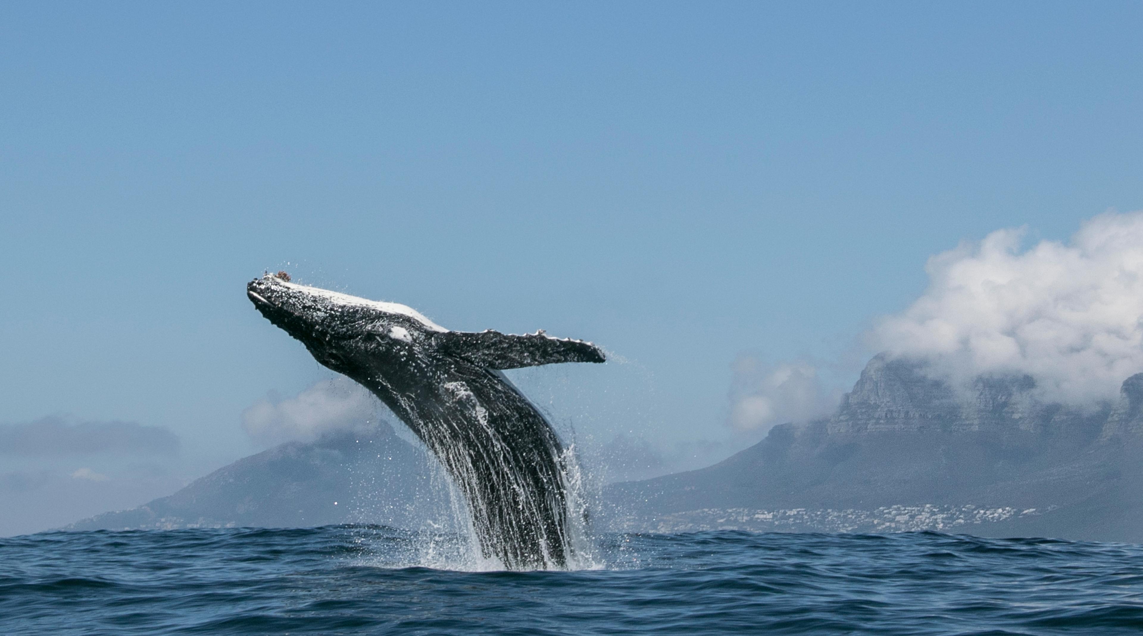 Walvisbeeld van Our Planet