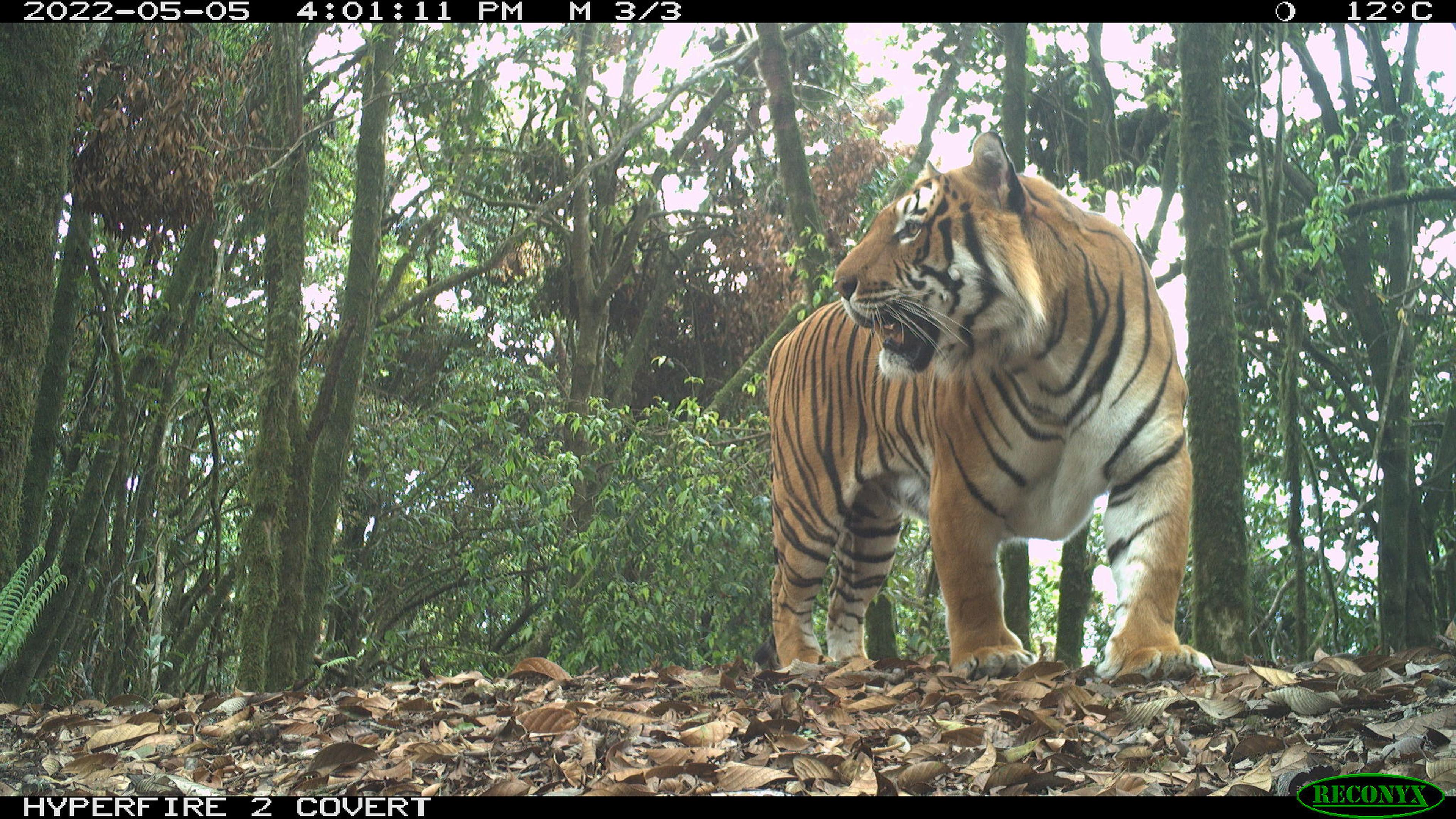 Cameravalfoto met tijger in Bhutan