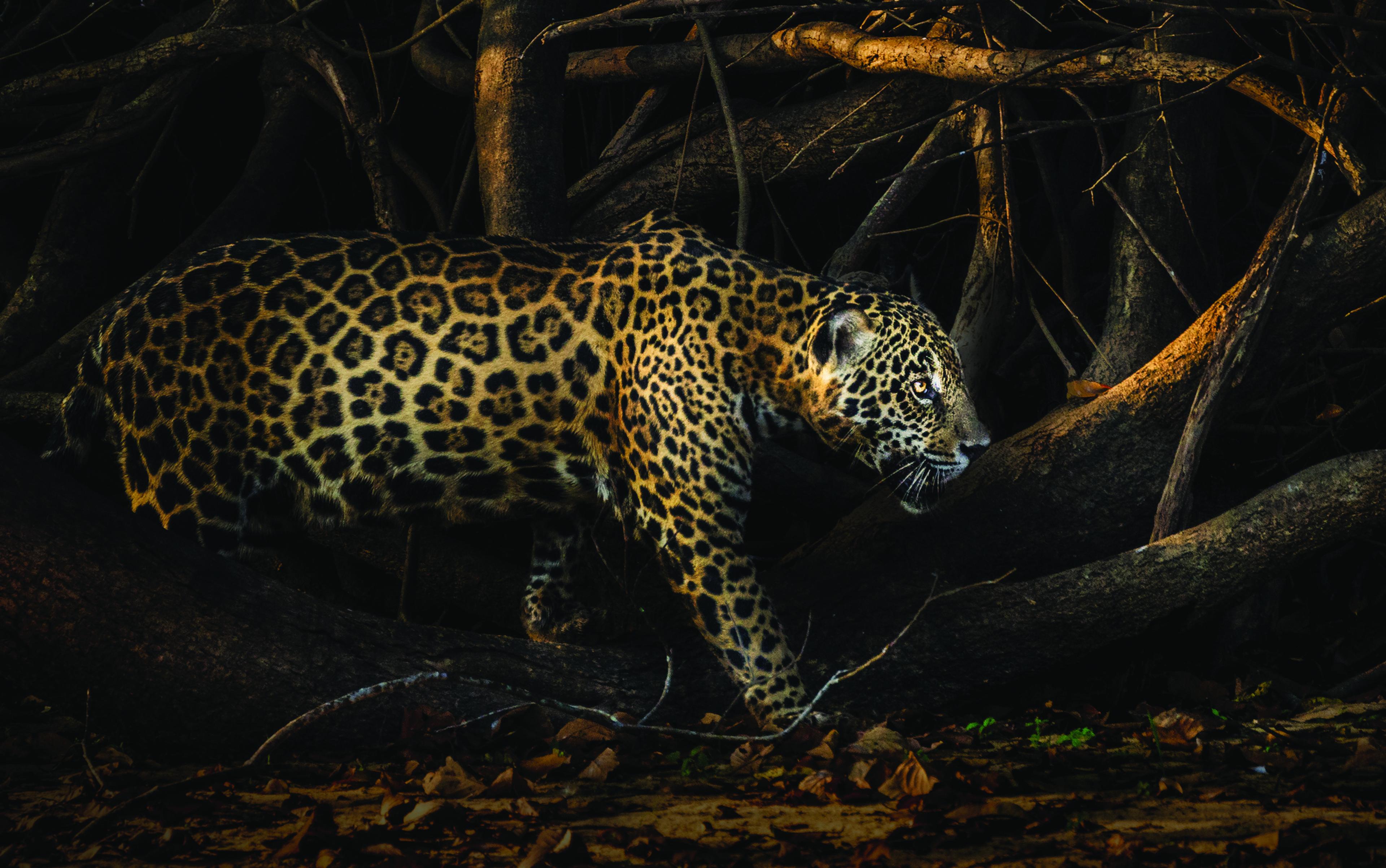 Zijaanzicht jaguar