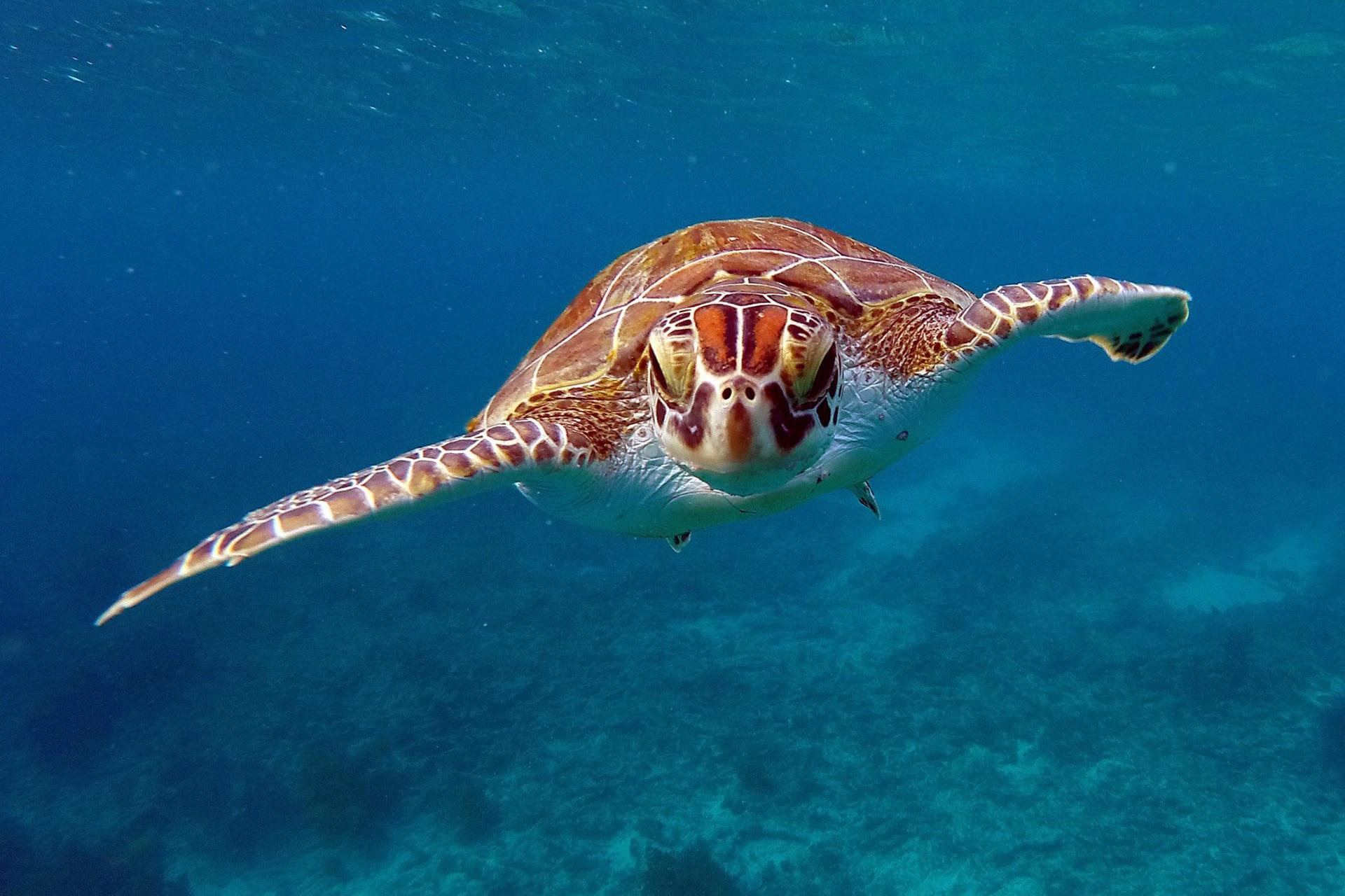 Zeeschildpad in de zee, Bonaire