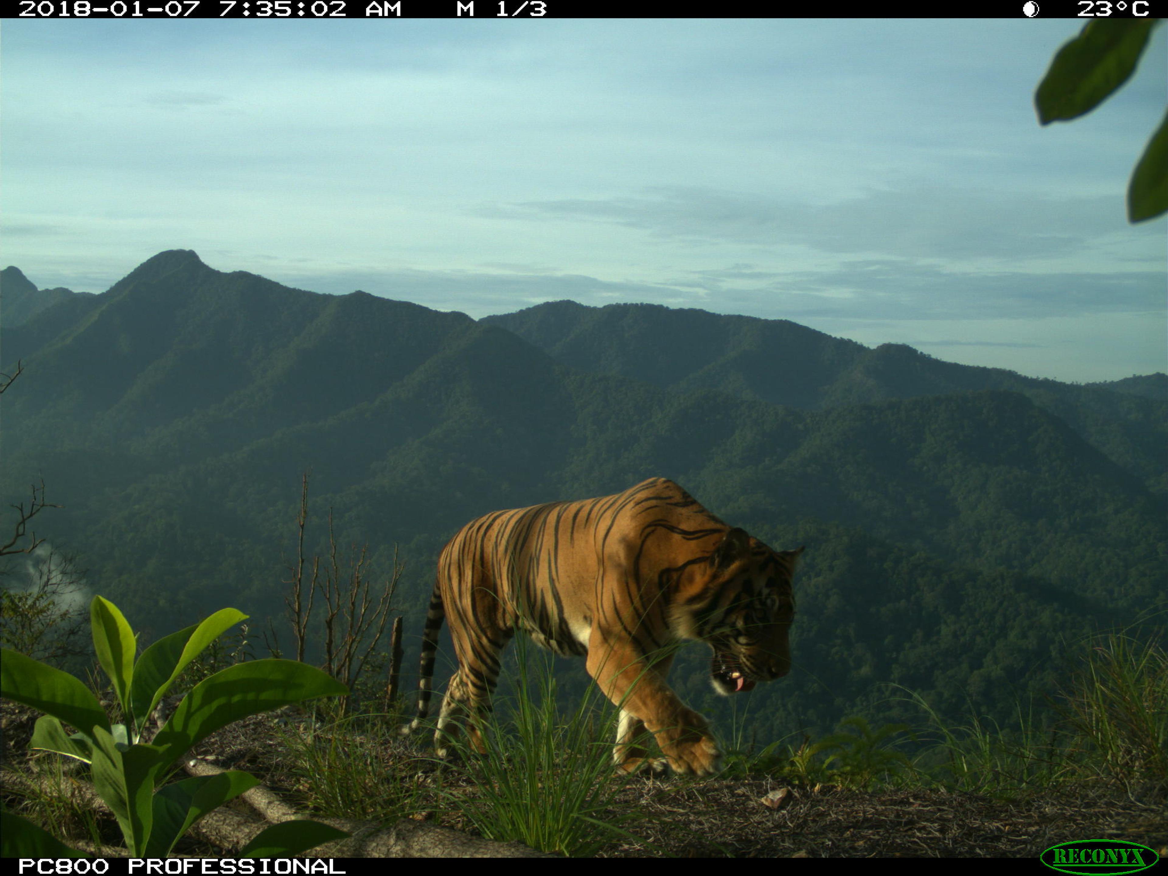 Sumatraanse tijger loopt