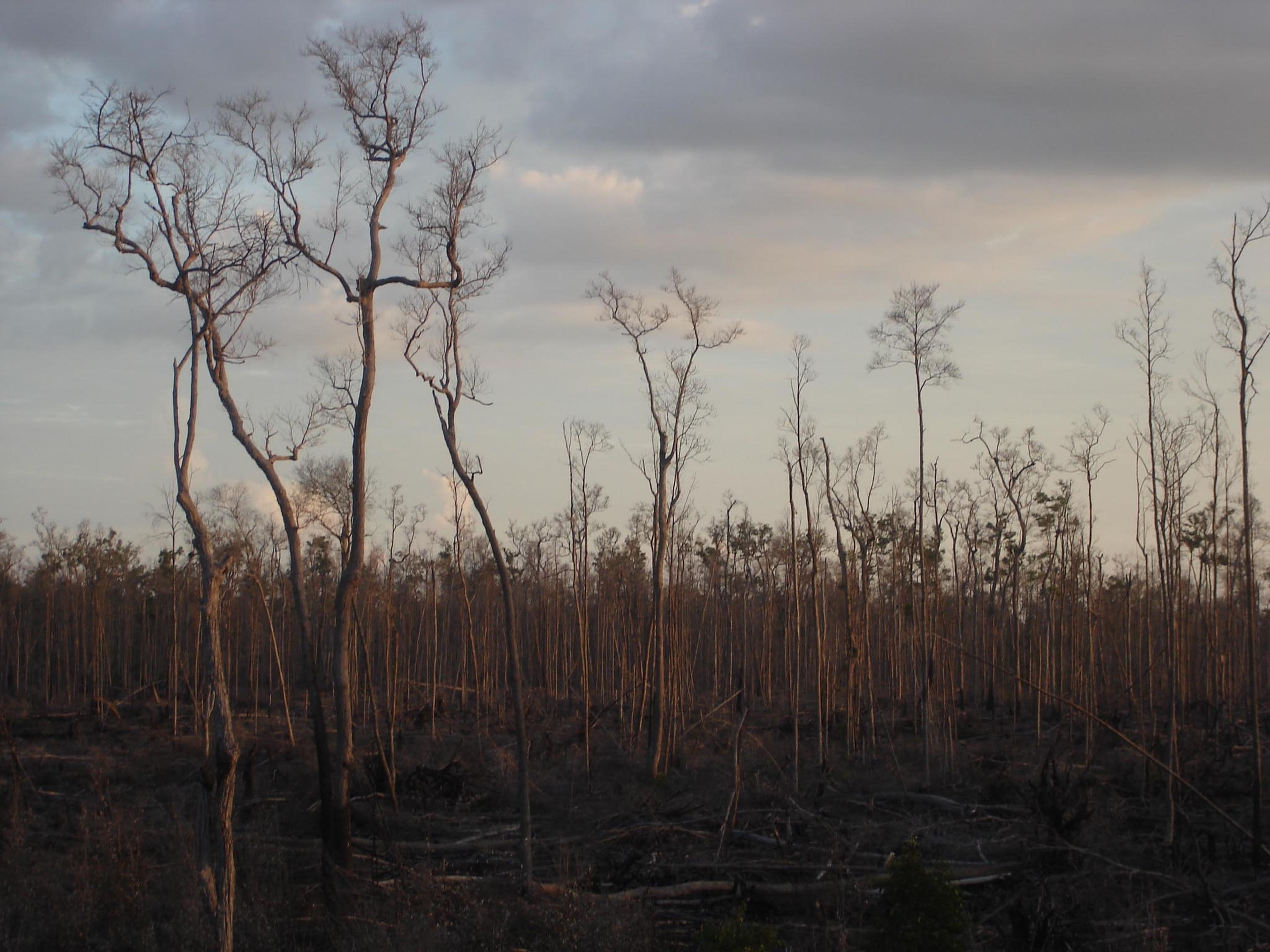 Afgebrand veengebied, bosbrand in Sebangau National Park