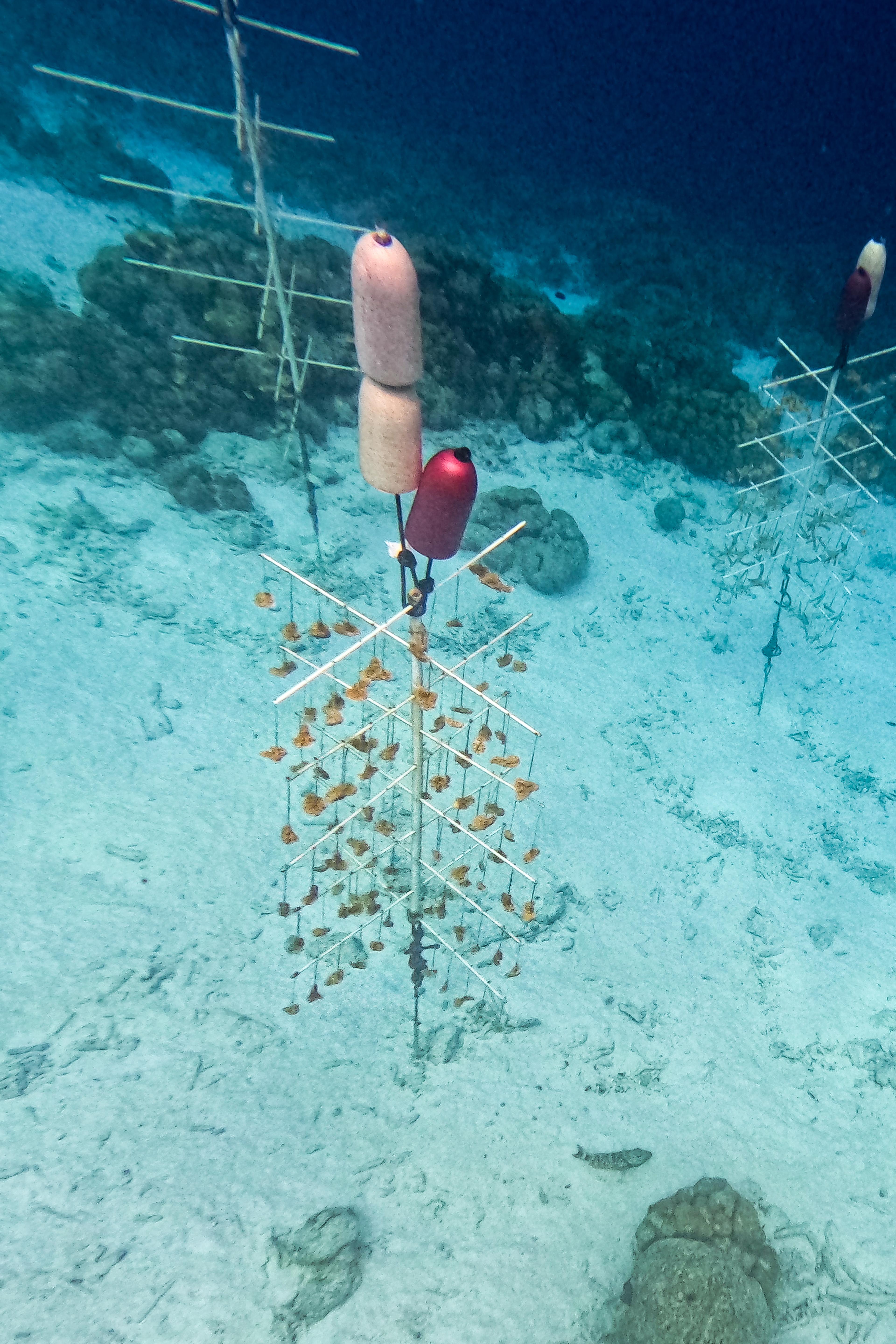 Koraal'boom' op Bonaire