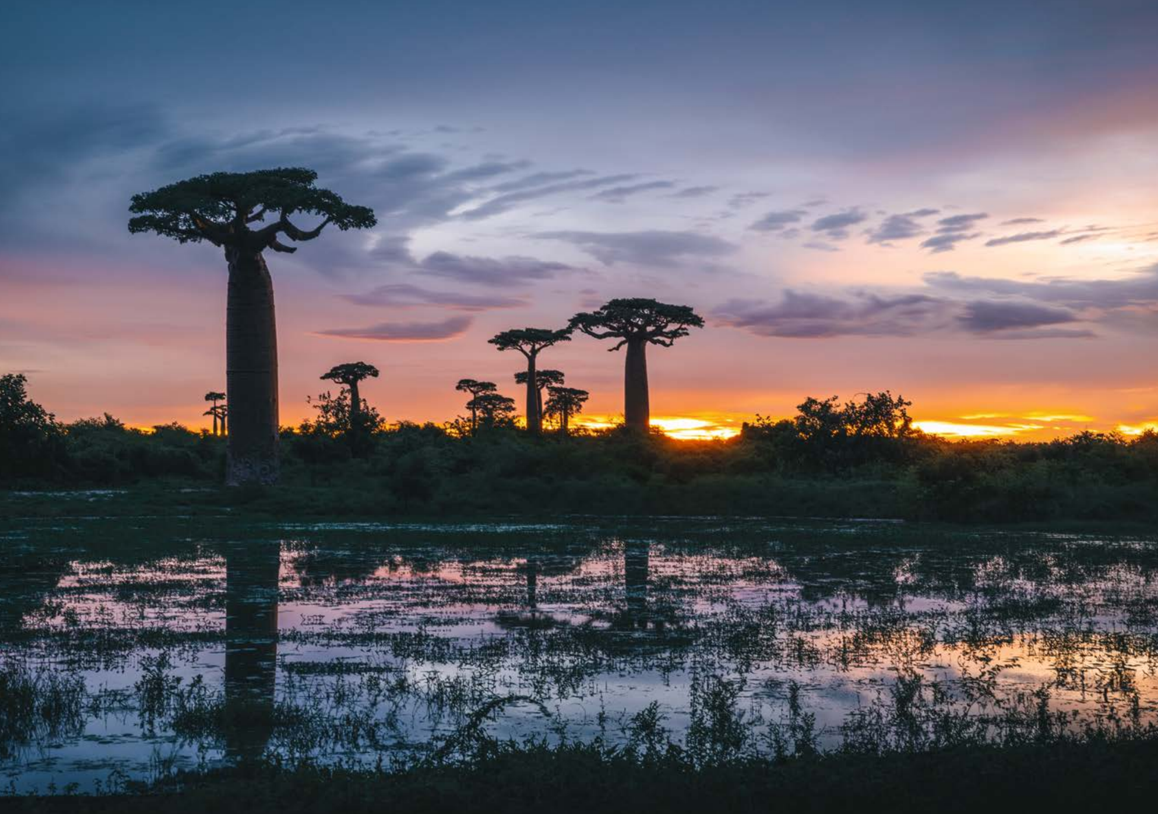 boab bomen bij zonsondergang