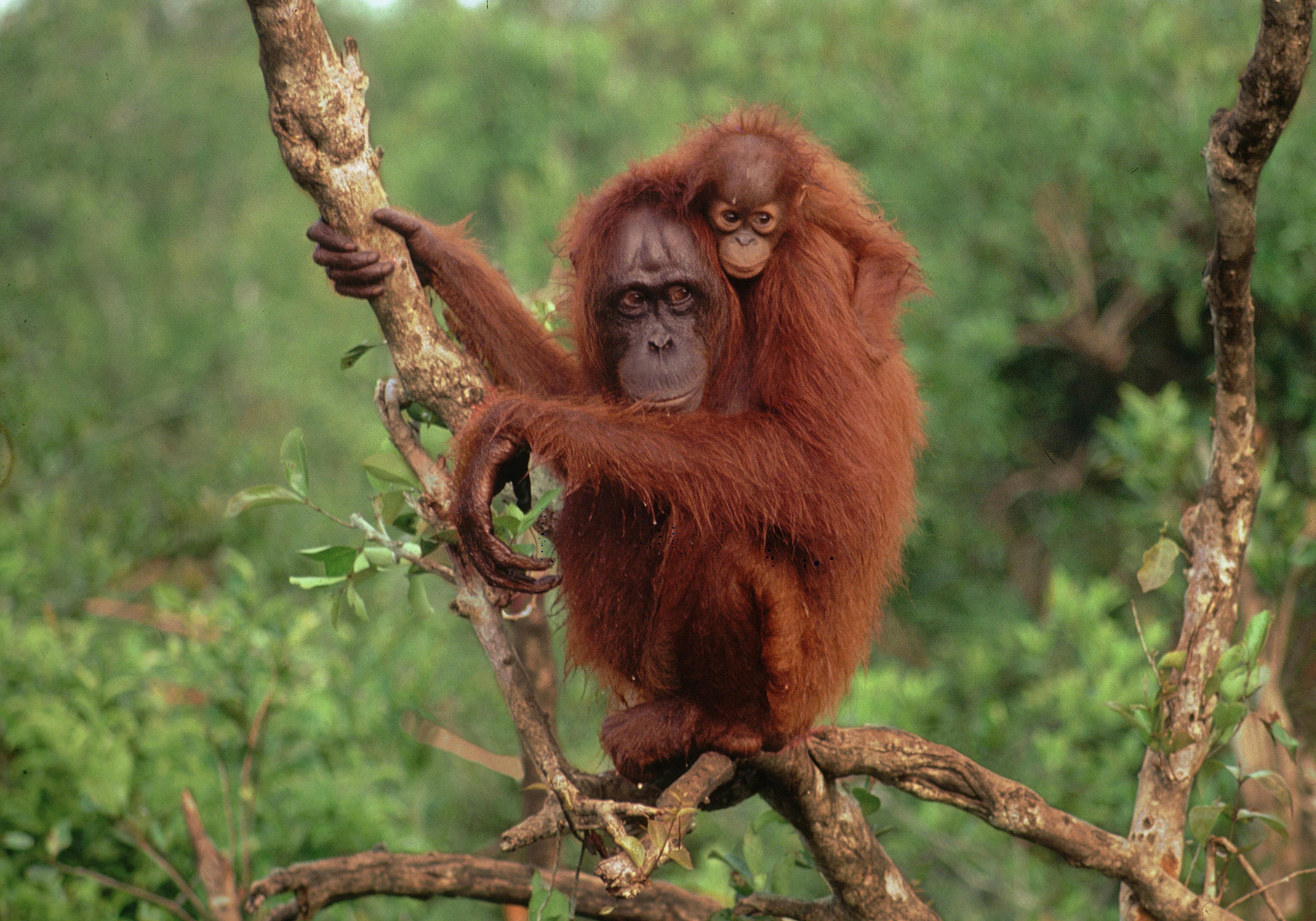 Orang_oetan_bos.jpg