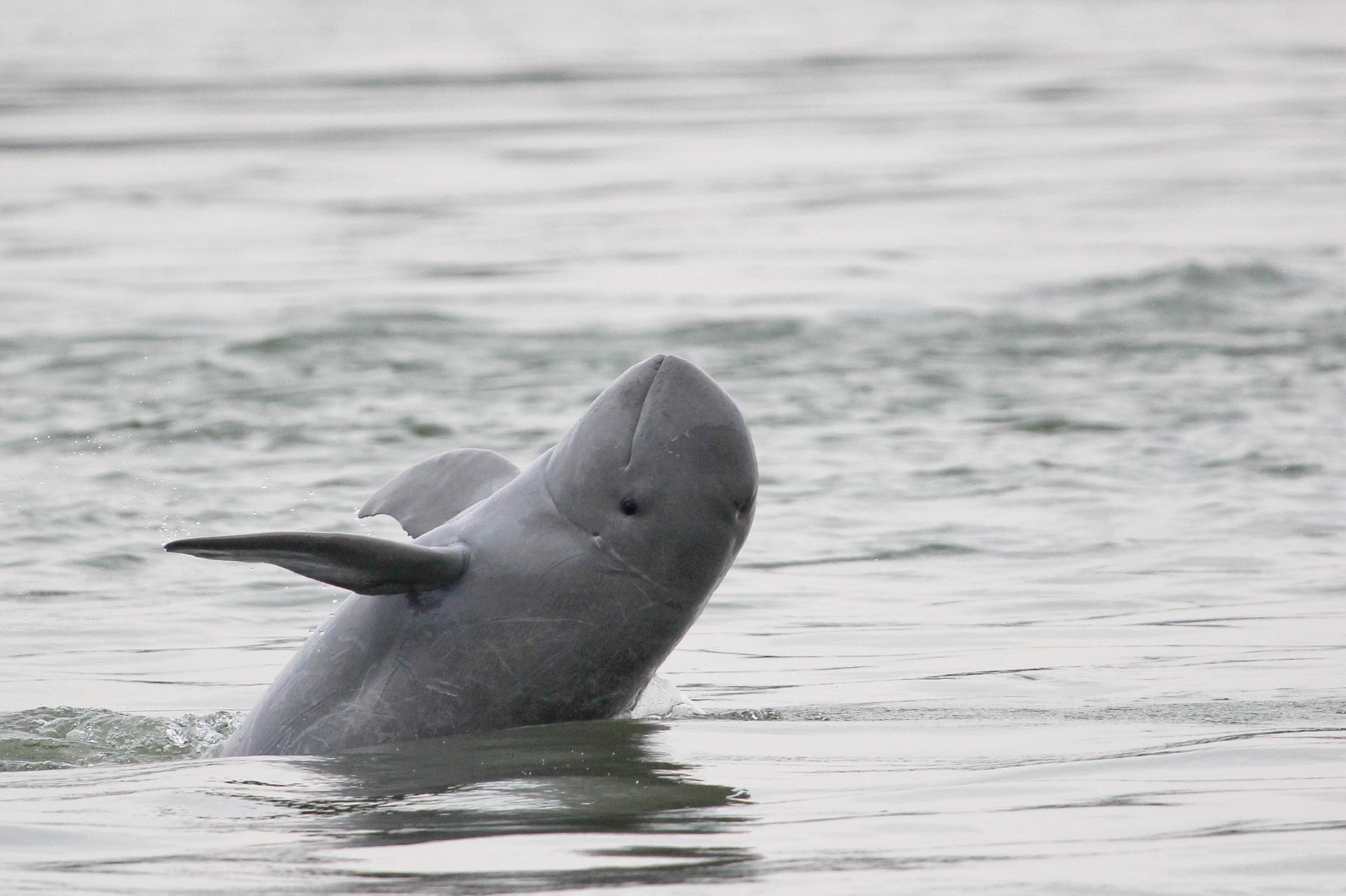Irrawaddy dolfijn springt uit water