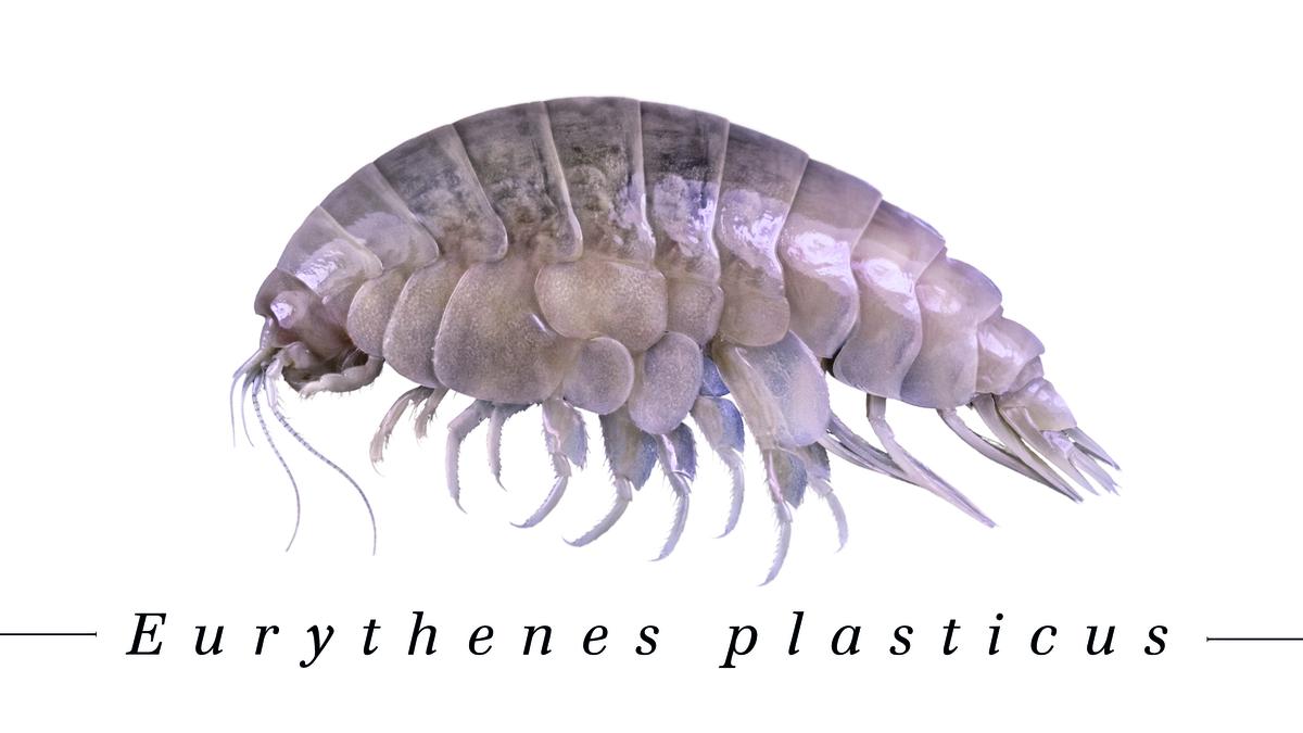 eurythenes plasticus garnaal