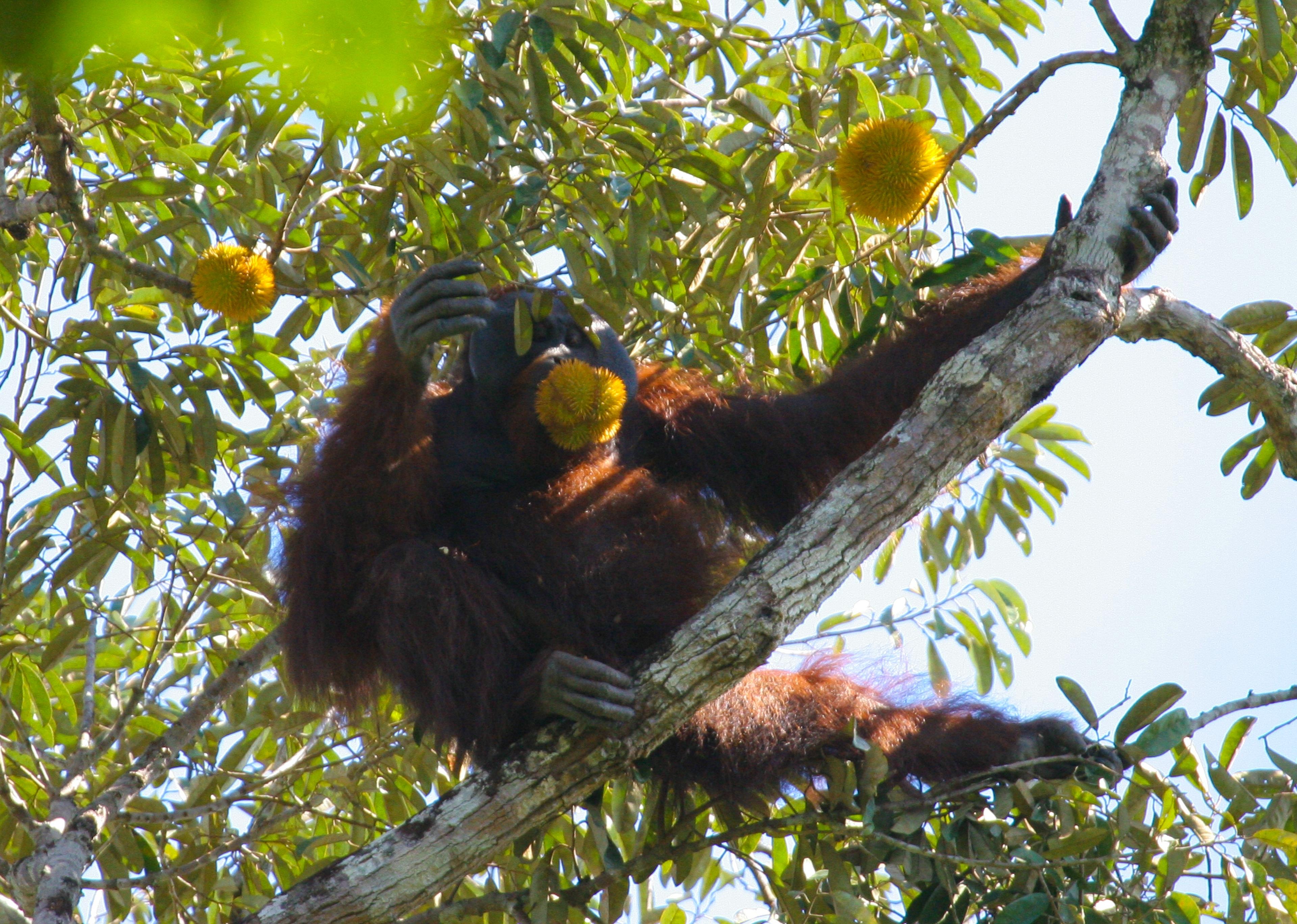 Orang-oetan eet doerian (fruit)