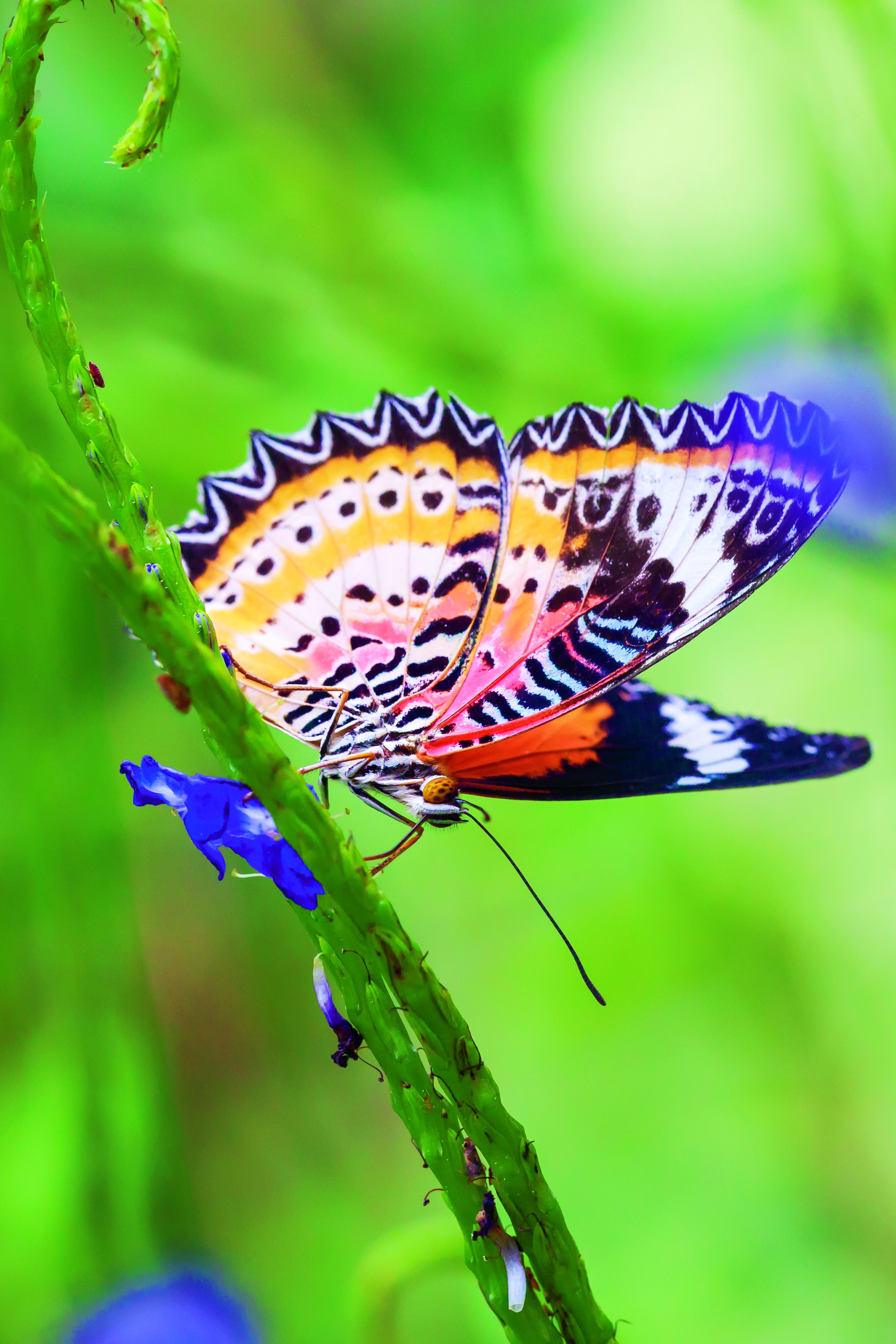Vlinder Red Lacewing