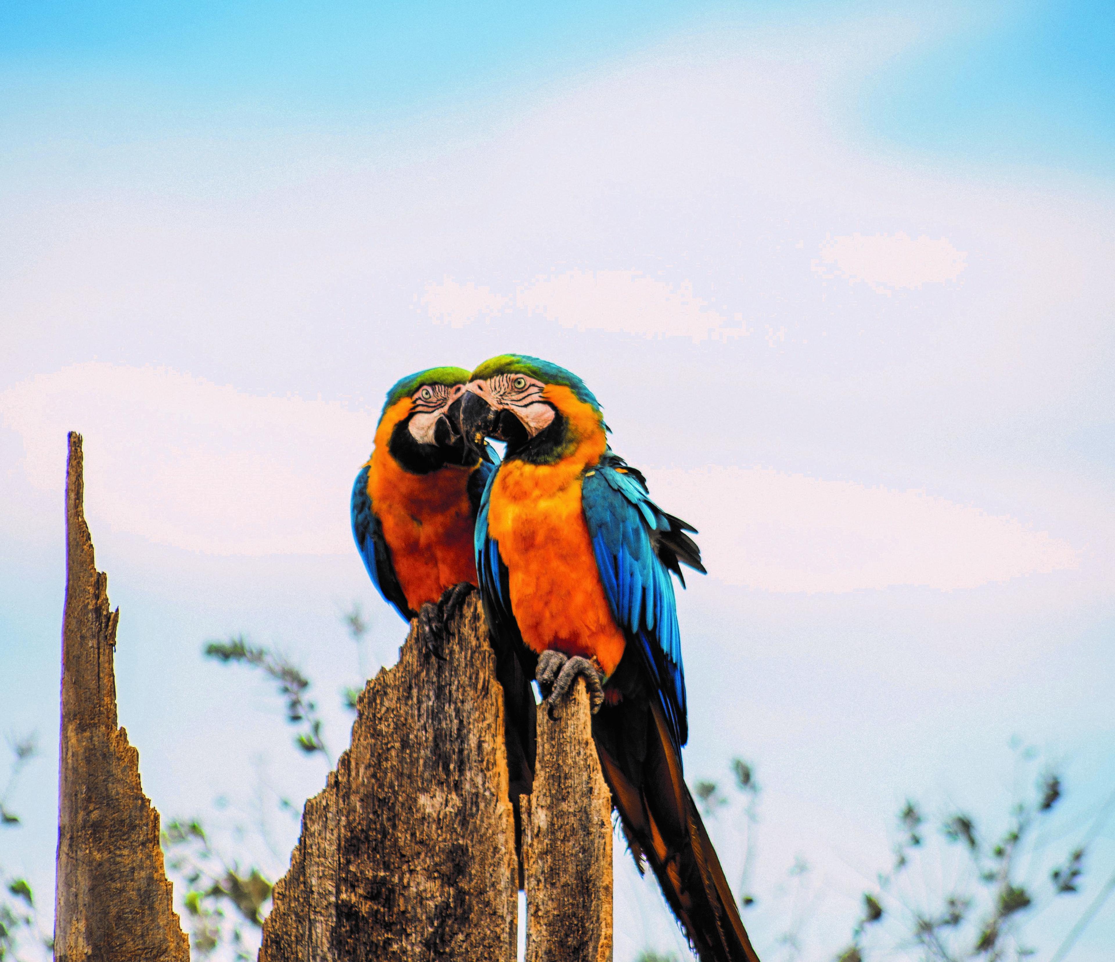 Twee blauwgele ara's