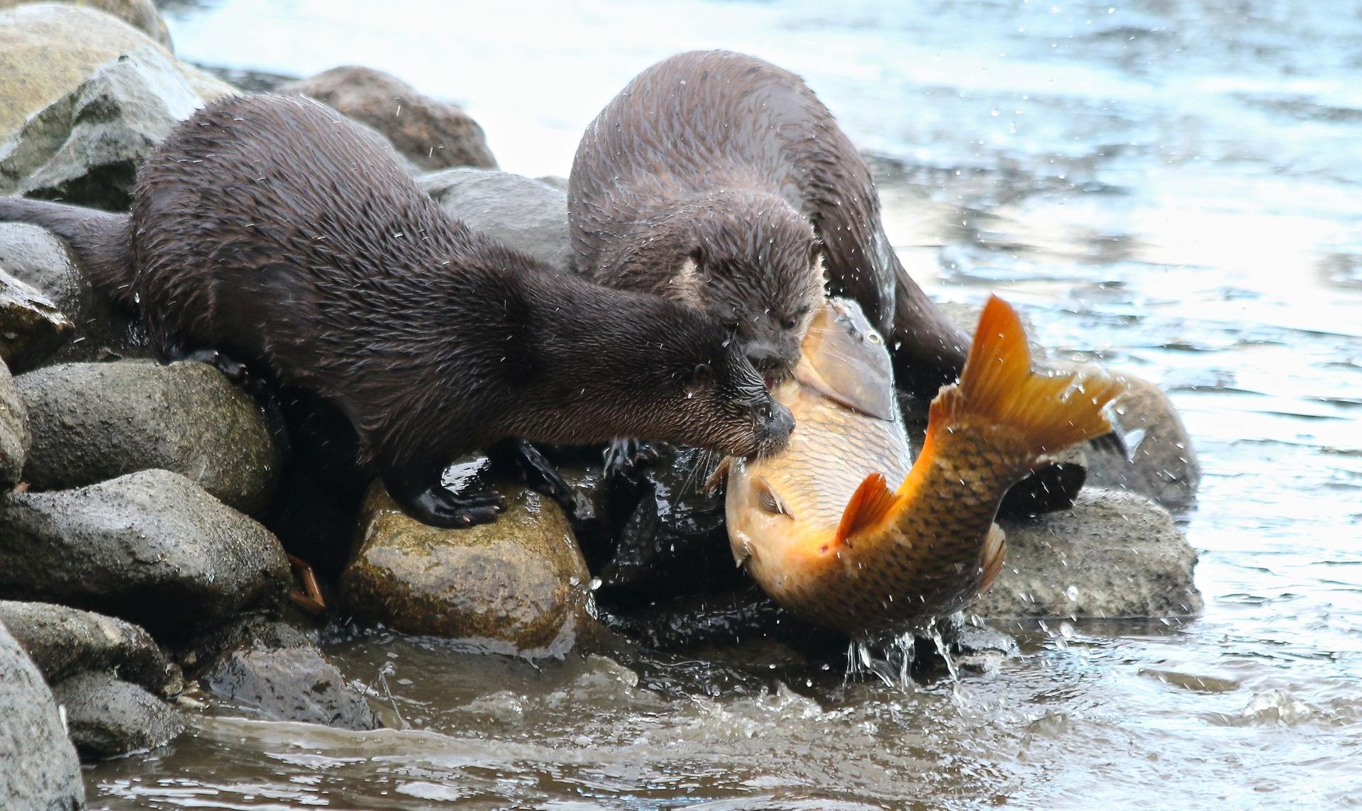 Twee otters vangen een vis