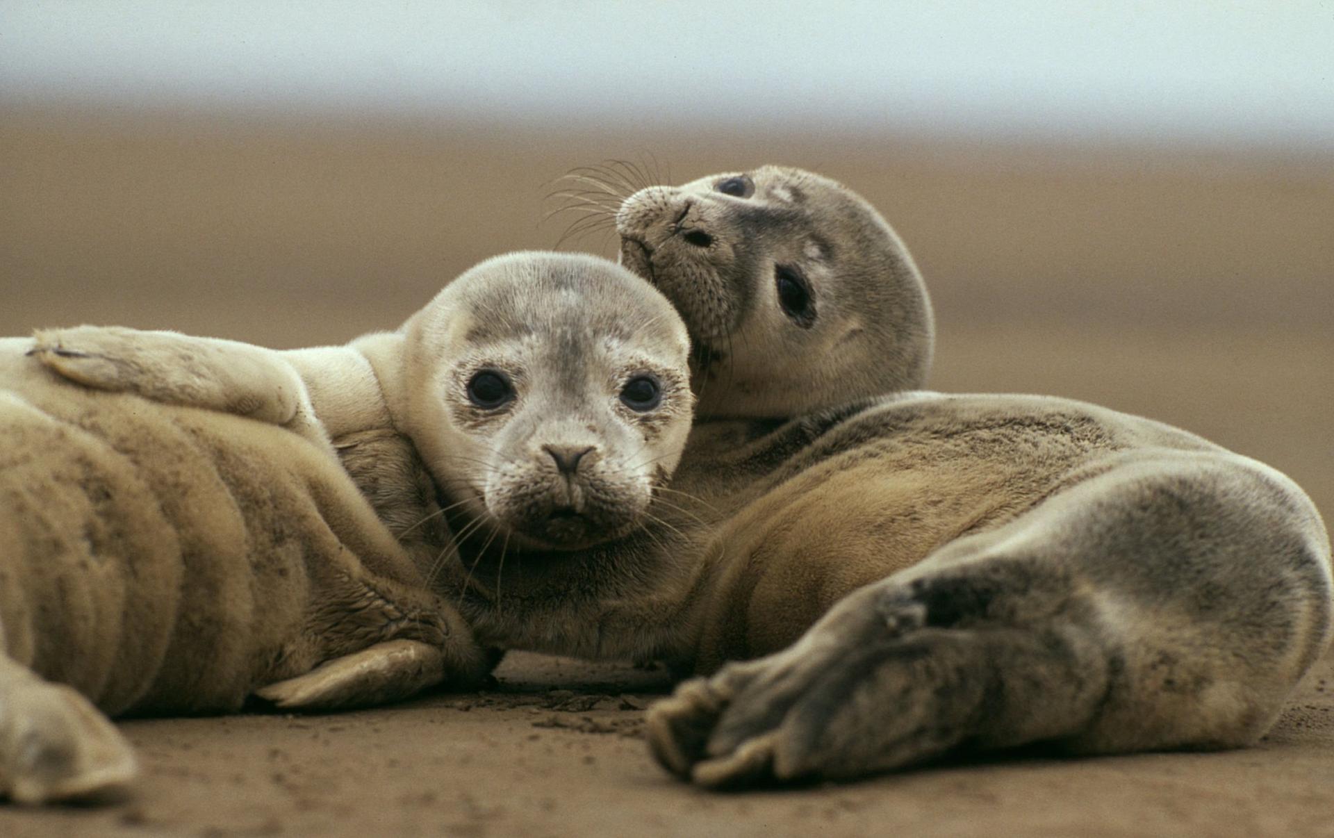 Twee zeehonden liggen tegen elkaar op het zand