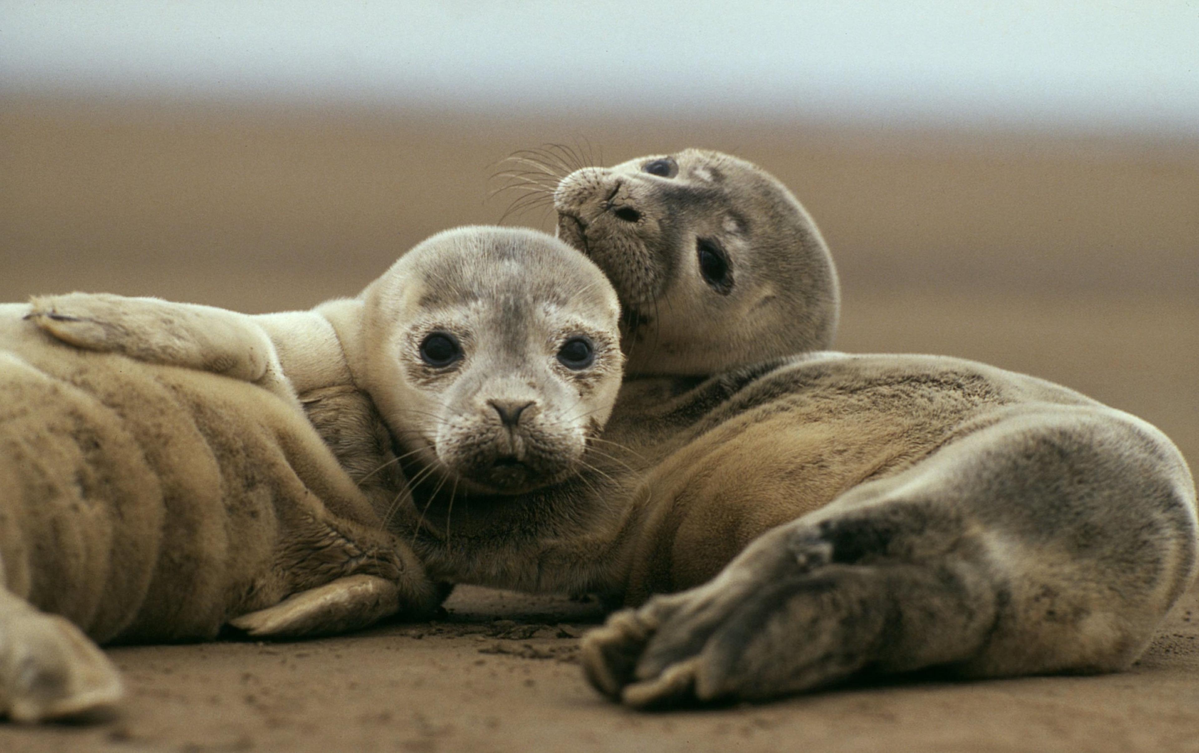 Twee zeehonden liggen tegen elkaar op het zand