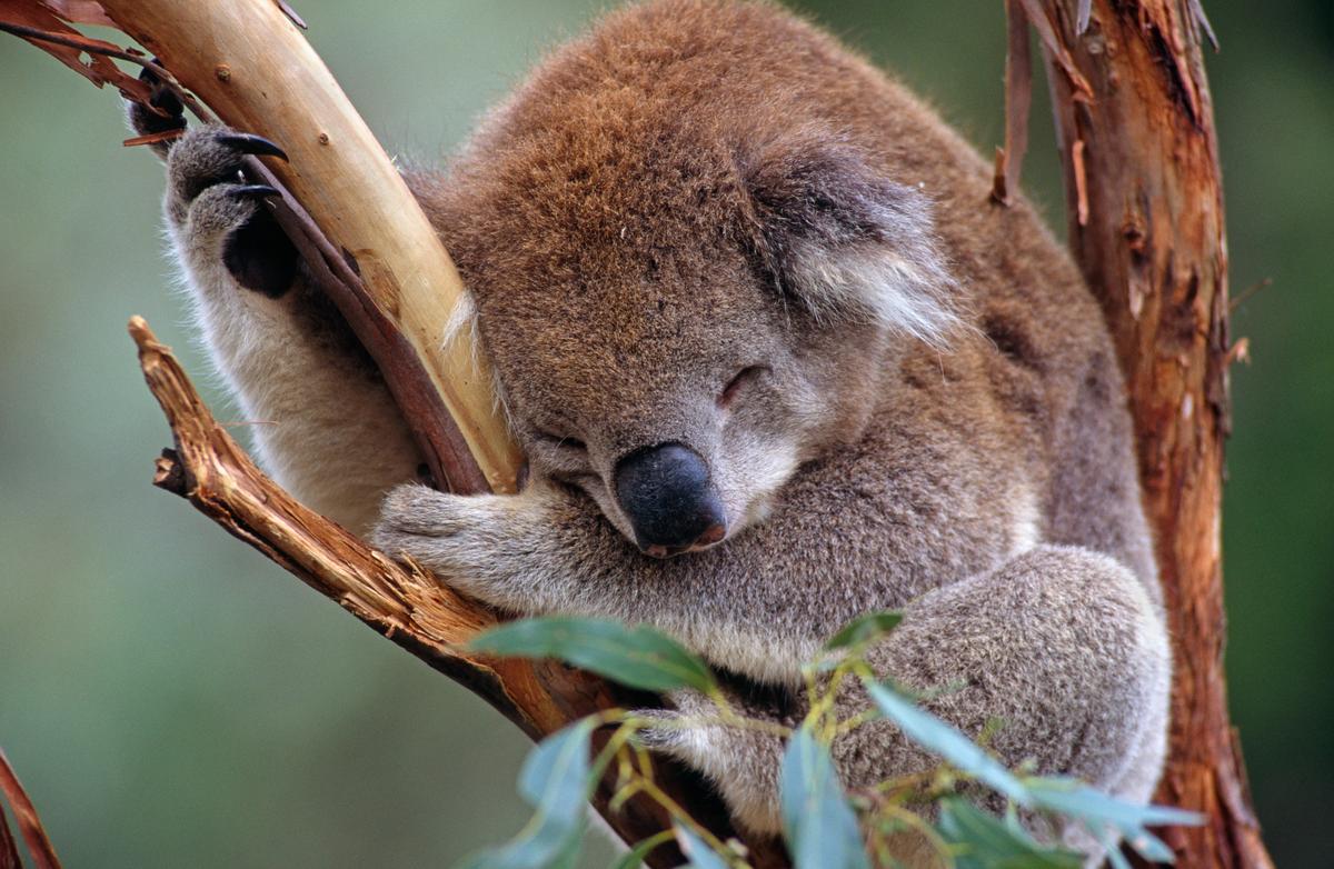 Koala slaapt in boom