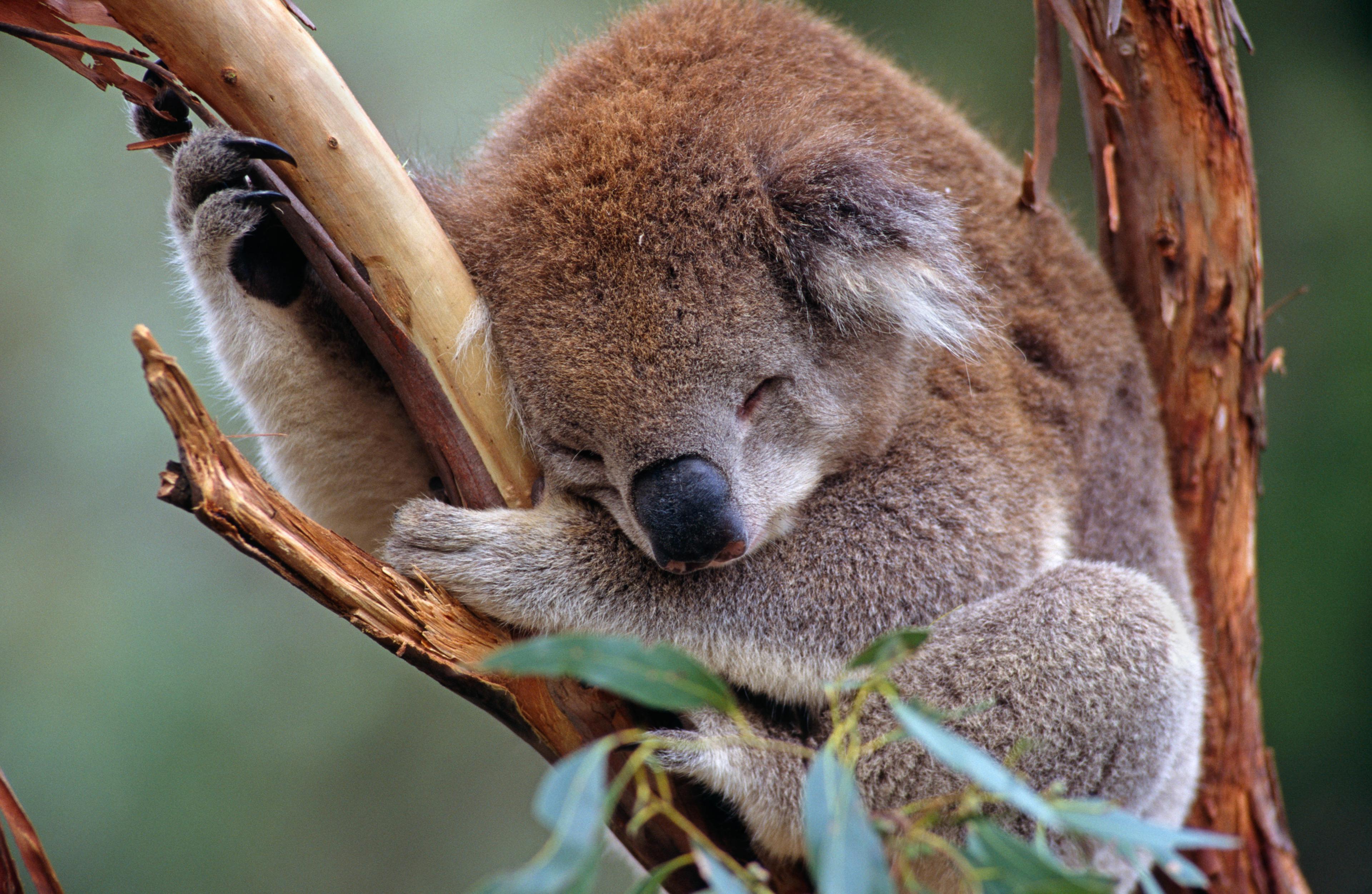 Koala slaapt in boom