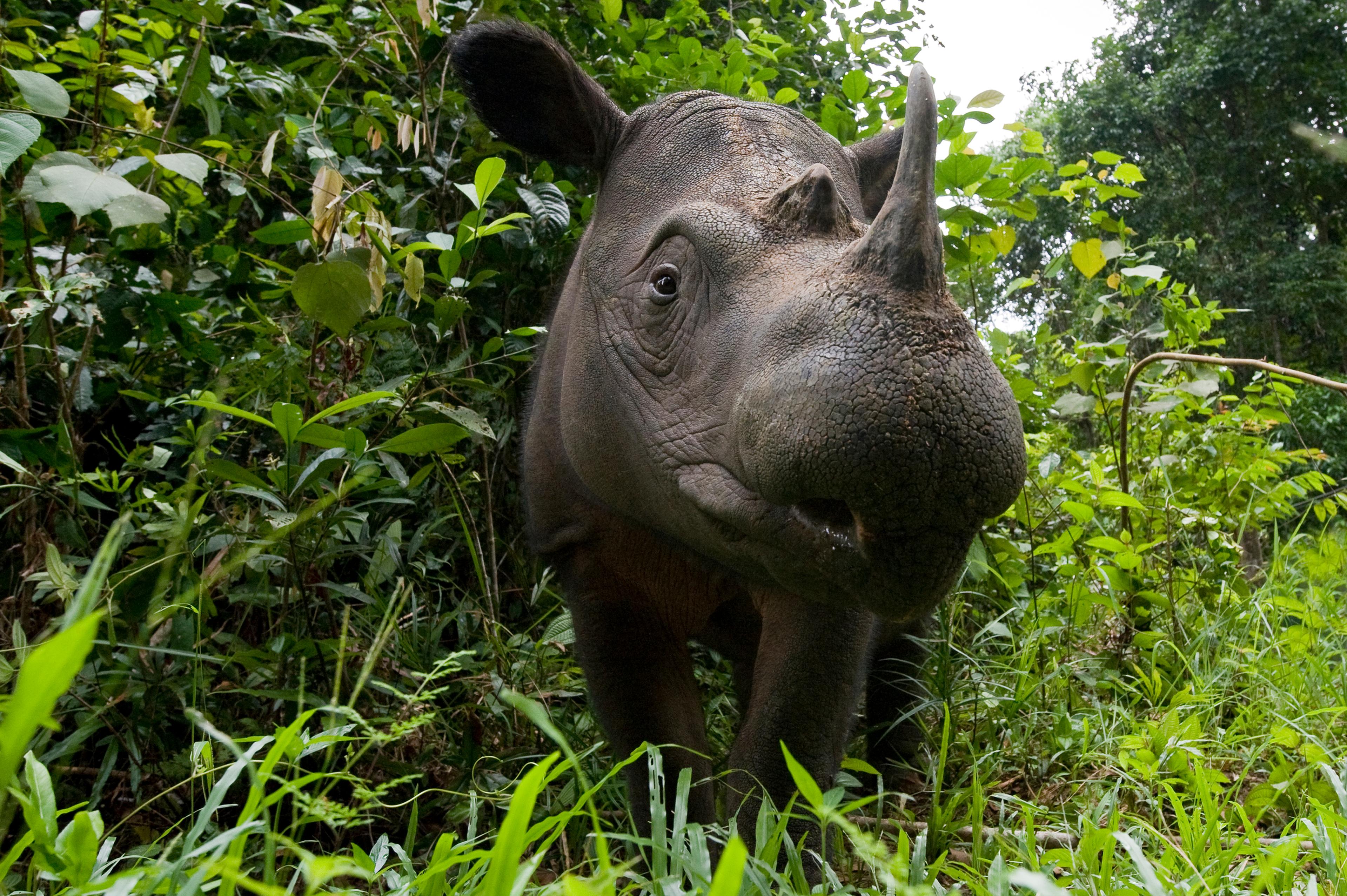 Sumatraanse neushoorn