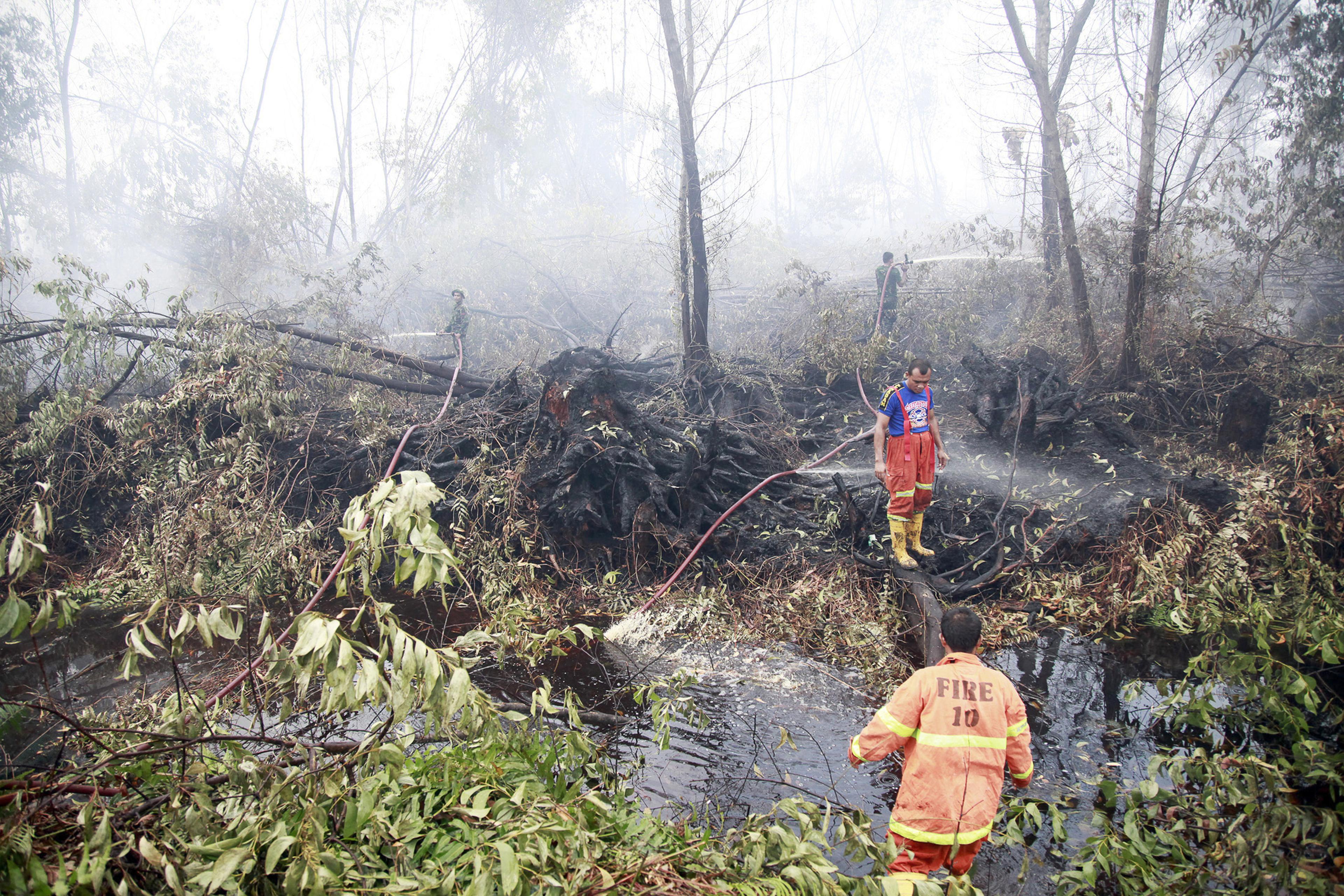 Brandweerlieden bestrijden een bosbrand