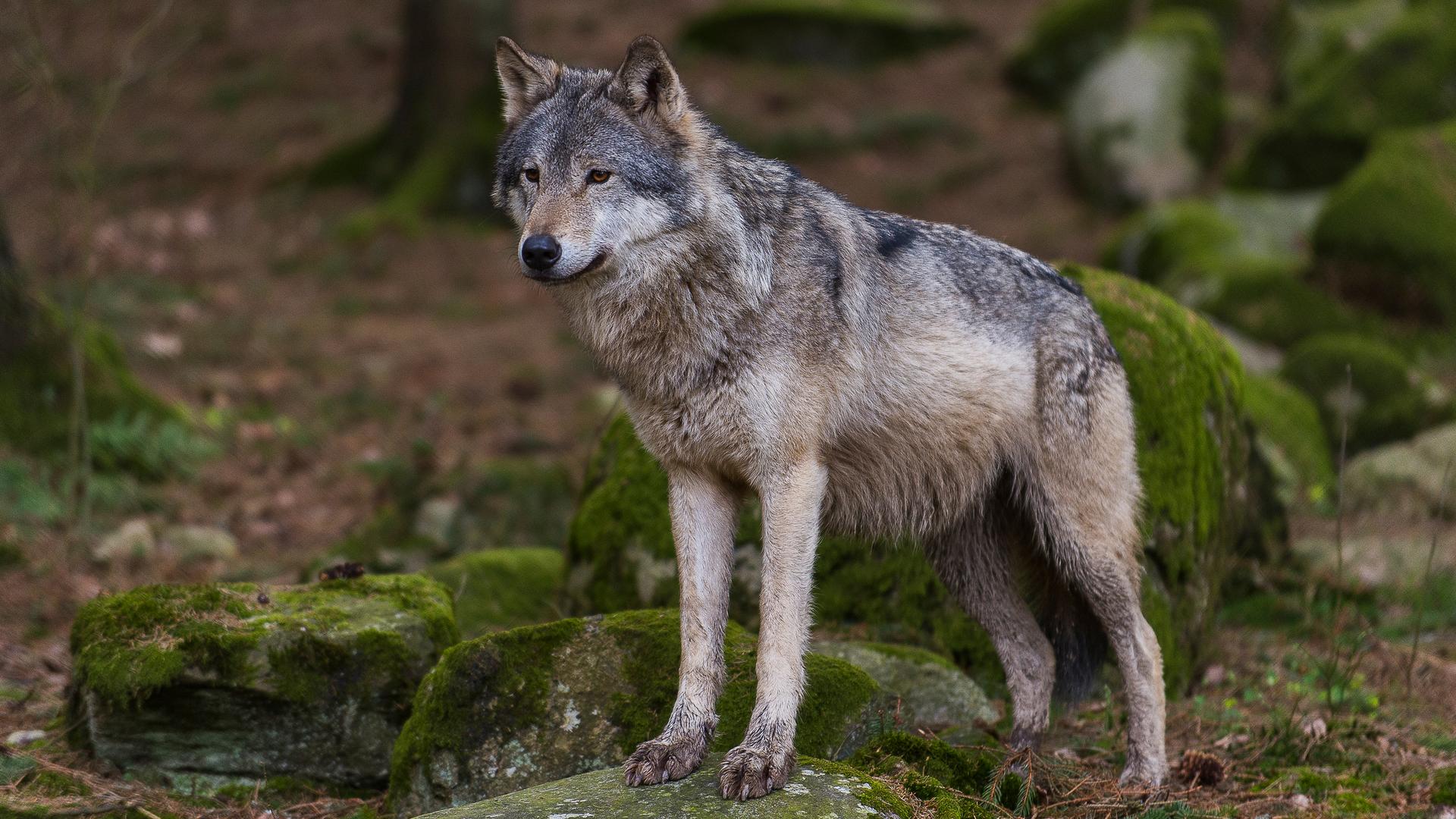 Wolf staat in het bos