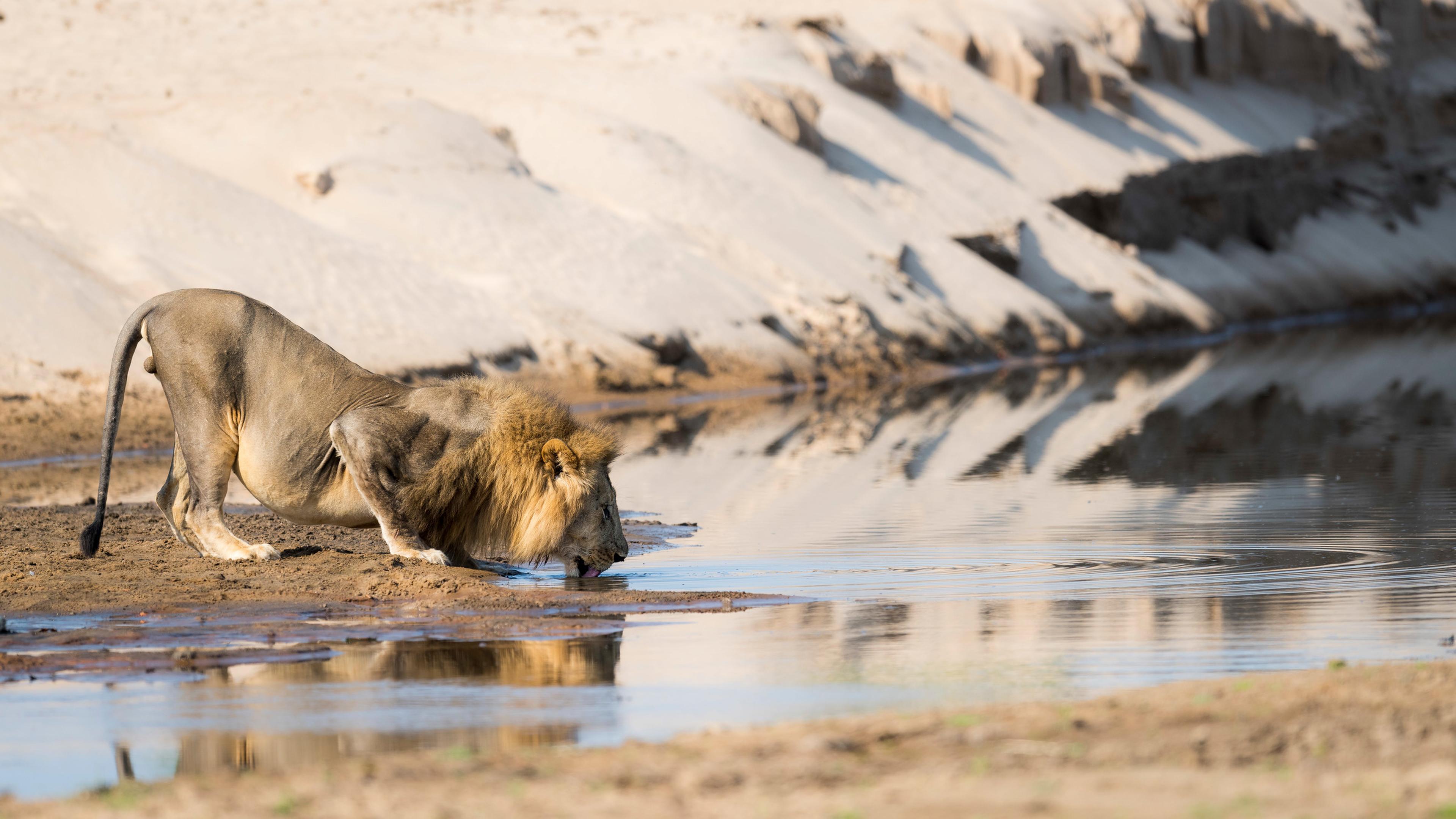 Een mannelijke Afrikaanse leeuw drinkt uit de waterkant