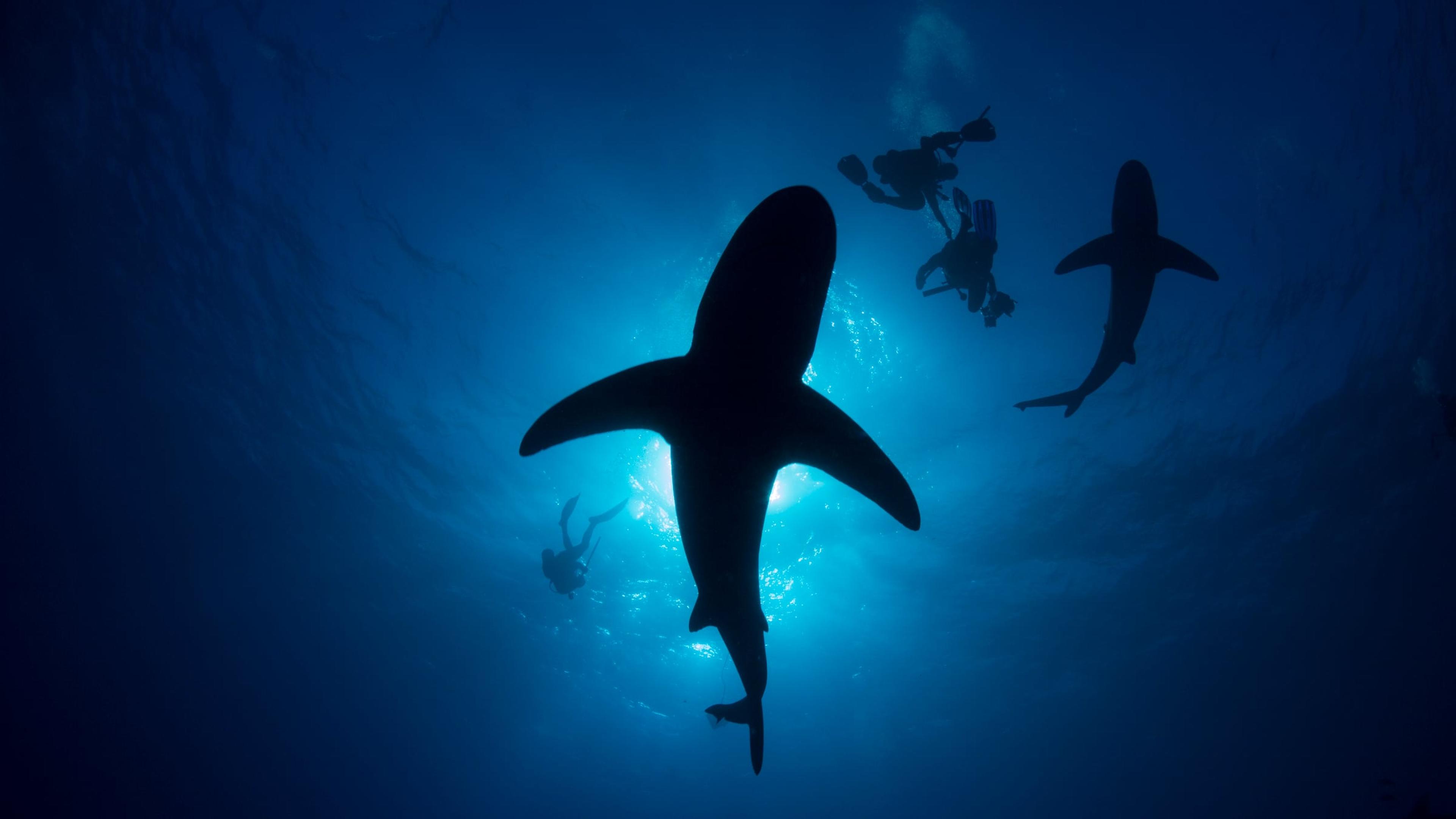 Onderaanzicht silhouet Oceanische witpunthaaien en duikers