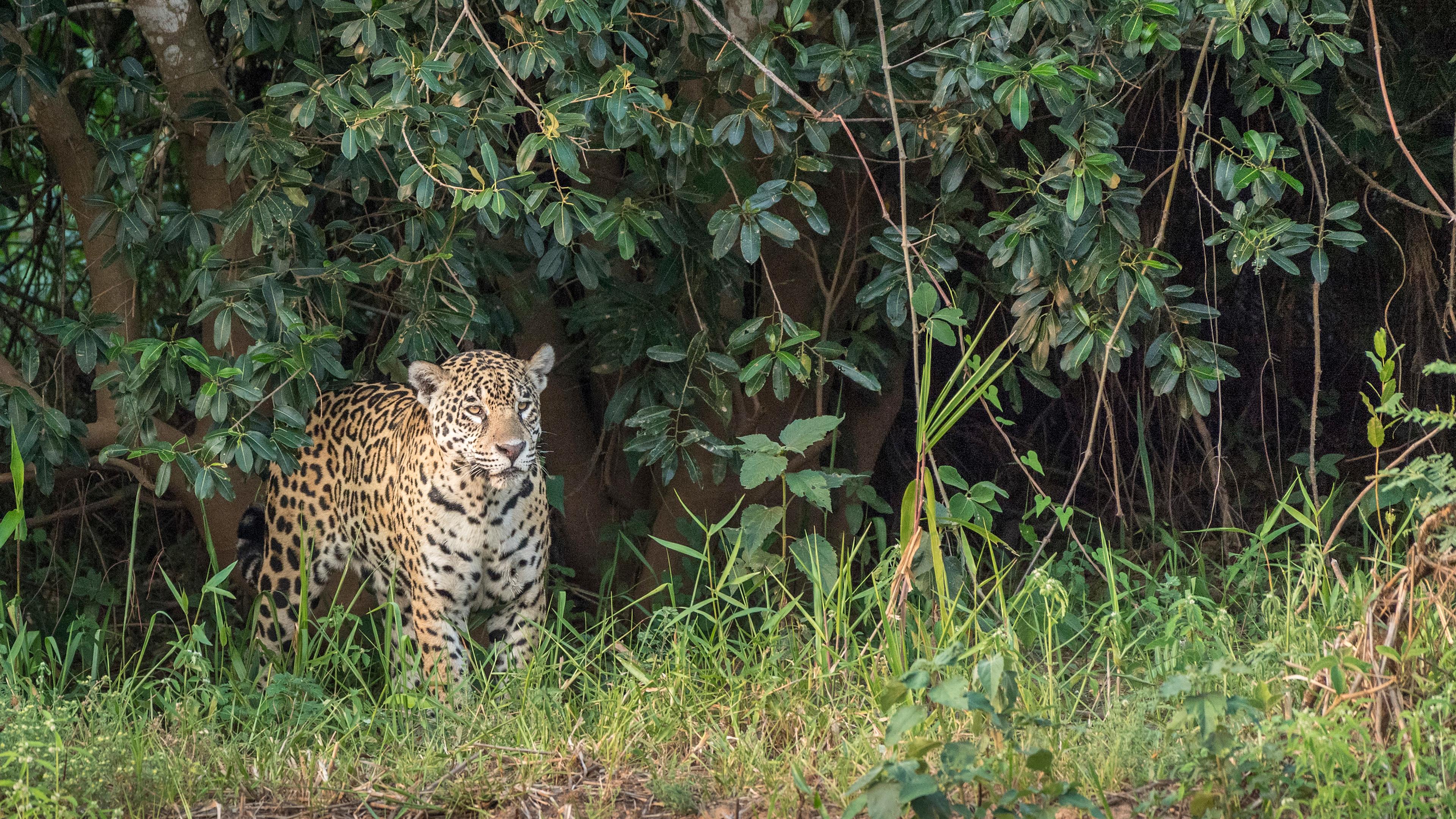 Close-up van een jaguar die naast de rivier staat