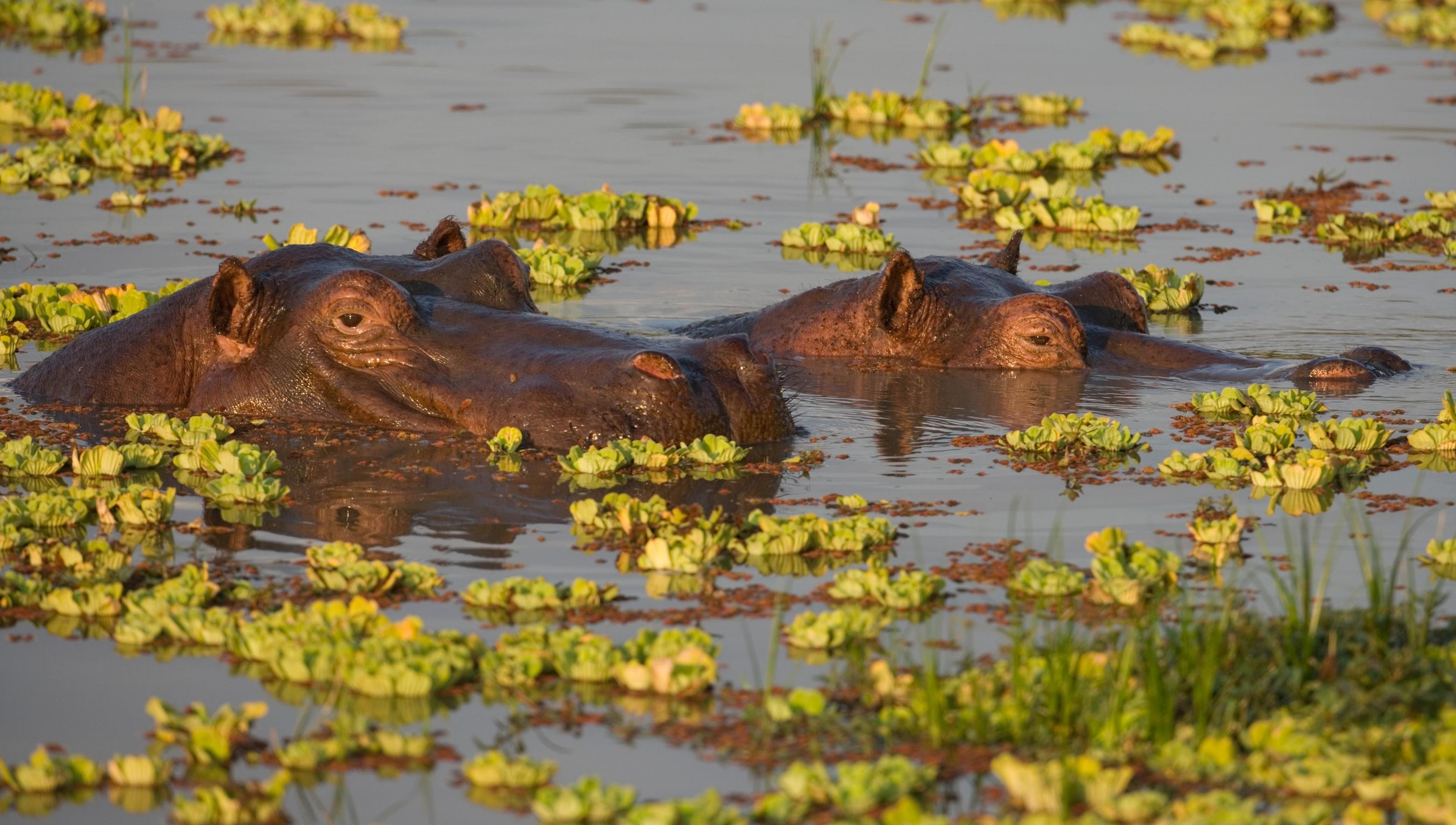 Nijlpaarden in water onder watersla